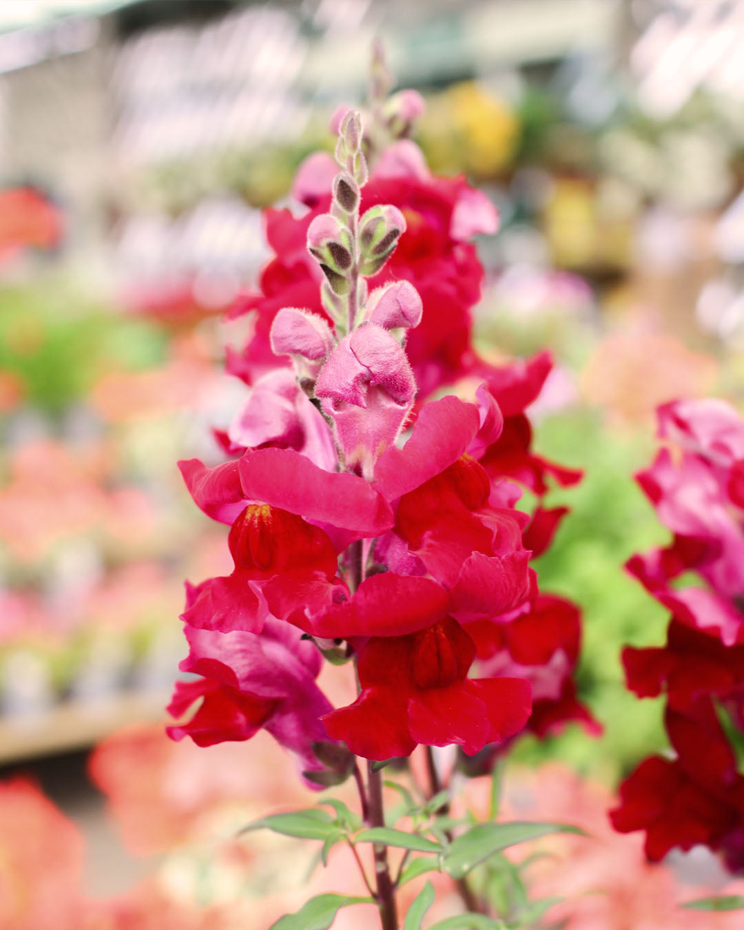 Antirrhinum 'Snapdragon' Sonnet Crimson 6 Pack