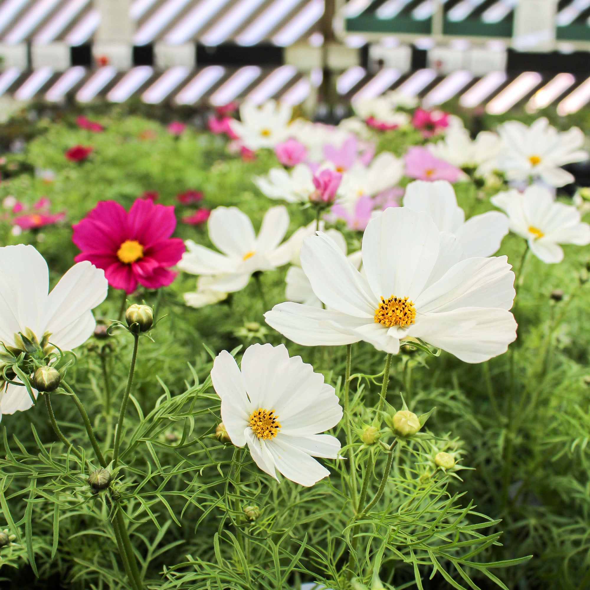 Cosmos Bipinnatus ‘Sonata Mix’ Jumbo 6 Pack