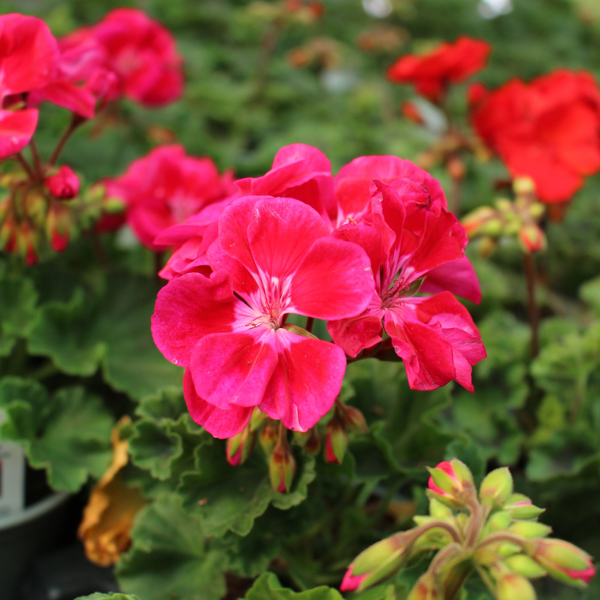 Geranium Zonal Dolce Vita Mia Purple Eye 10.5cm