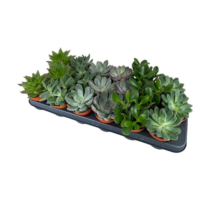 Succulent 8.5cm Mix