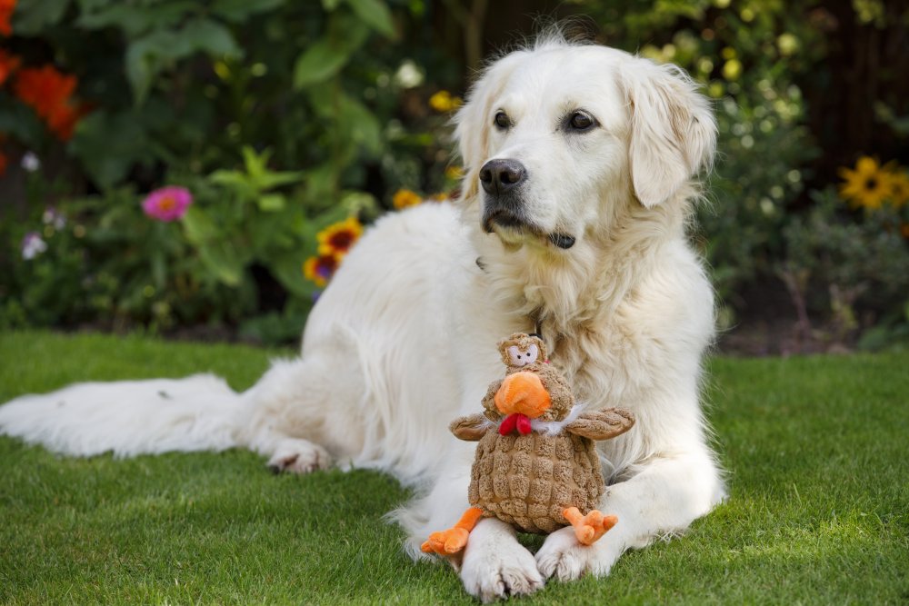 Pet Face Buddies Chunky Chicken Plush Dog Toy