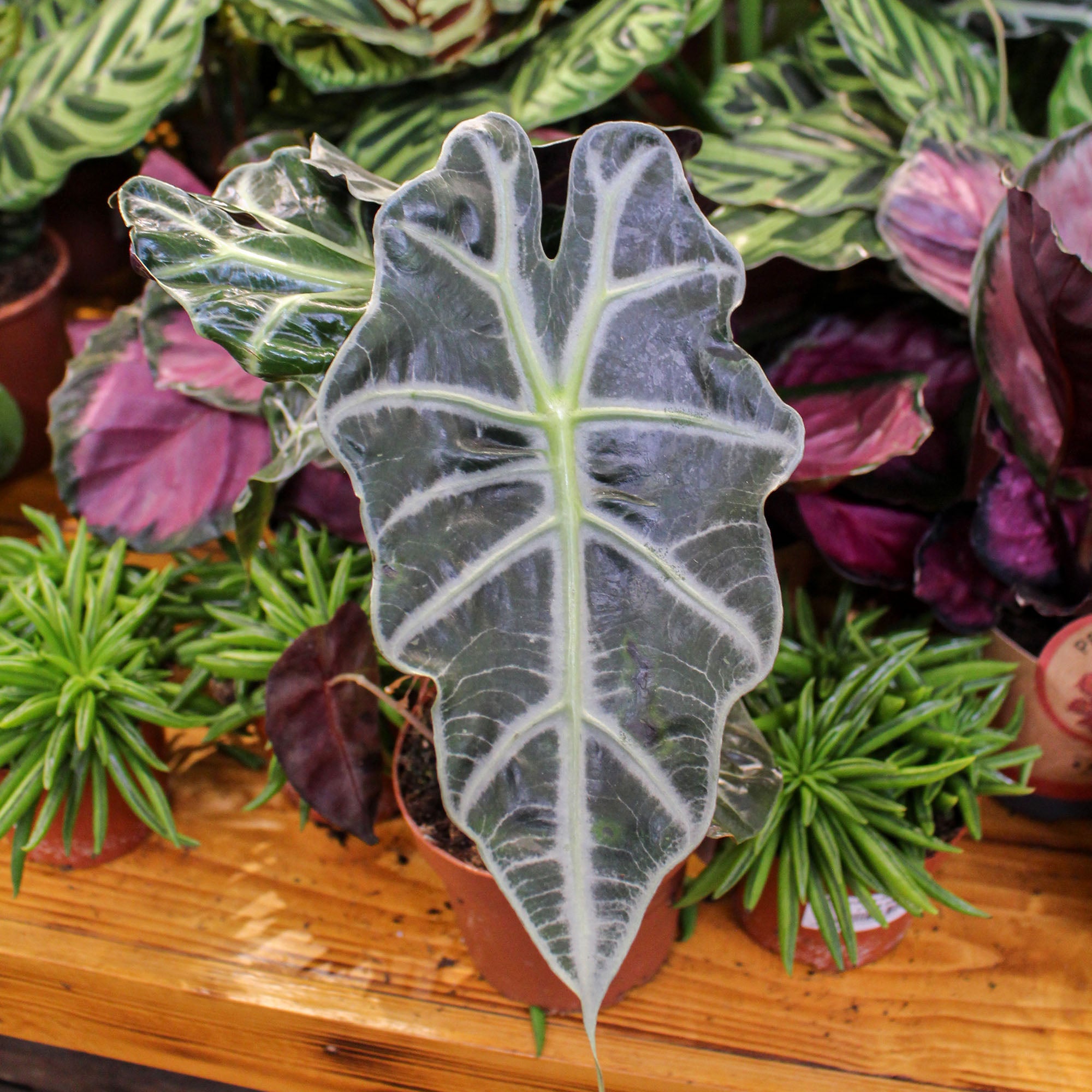 Alocasia Polly 'African Mask Plant' 12cm