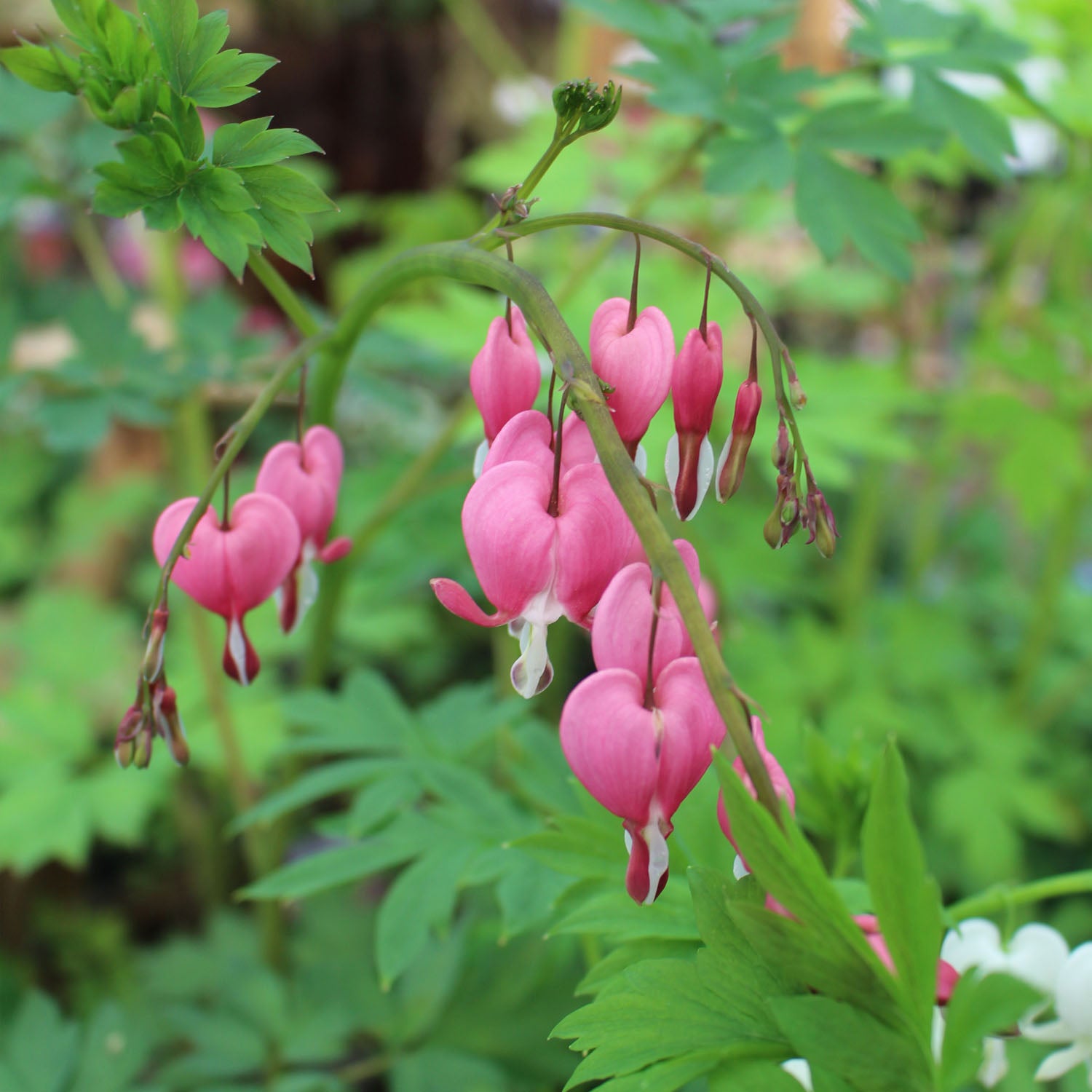 Dicentra Spectablis 3L
