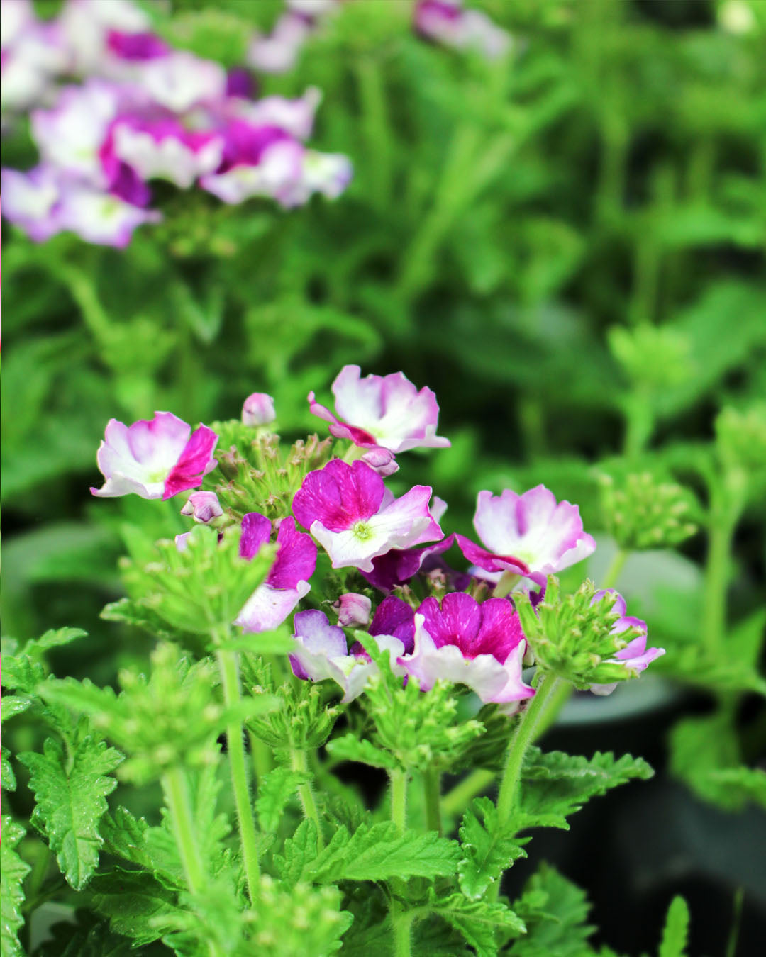 Verbena 'Showboat Purple Fizz' 10.5cm