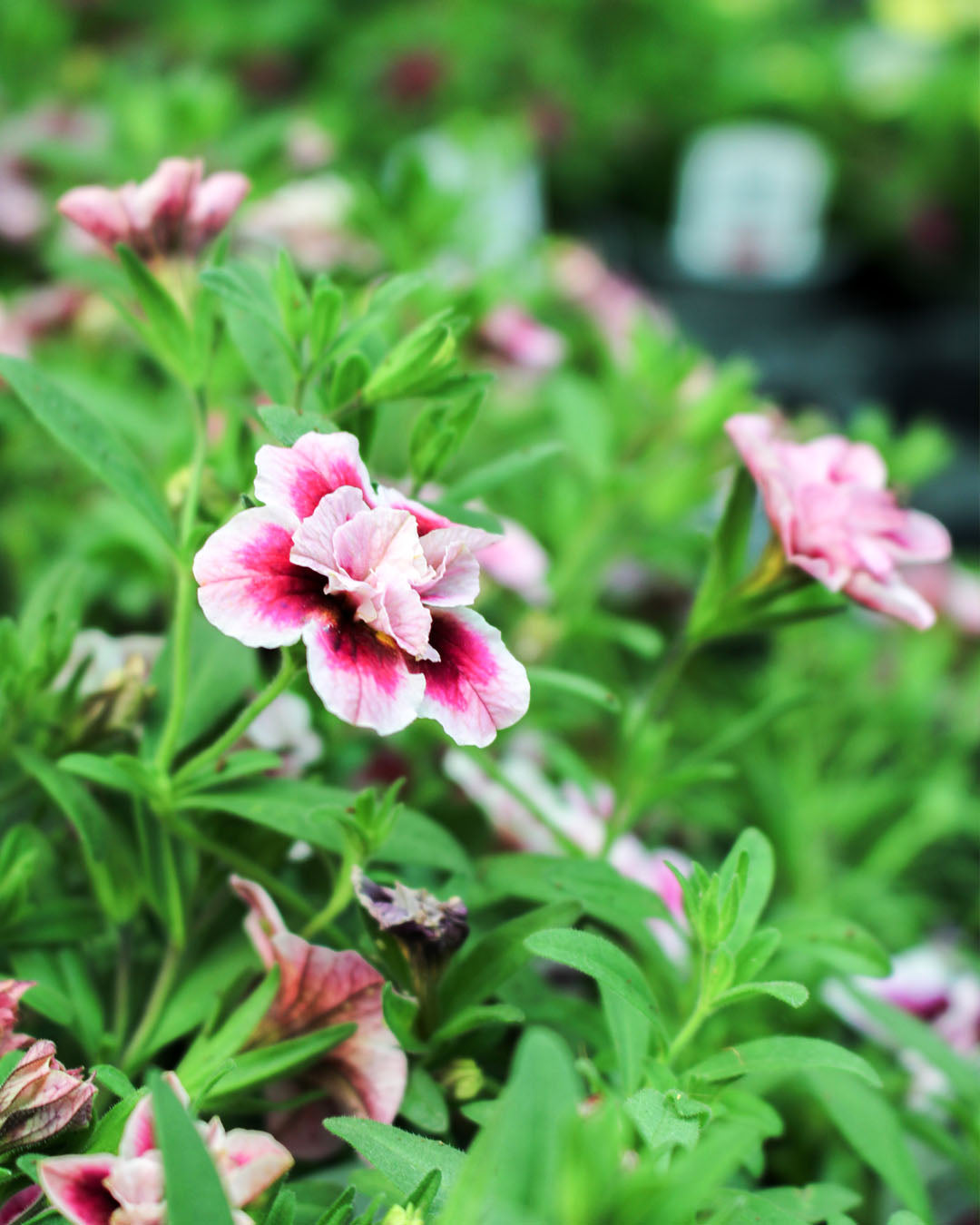 Calibrachoa 'Cabaret Double Pink Eye' 10.5cm