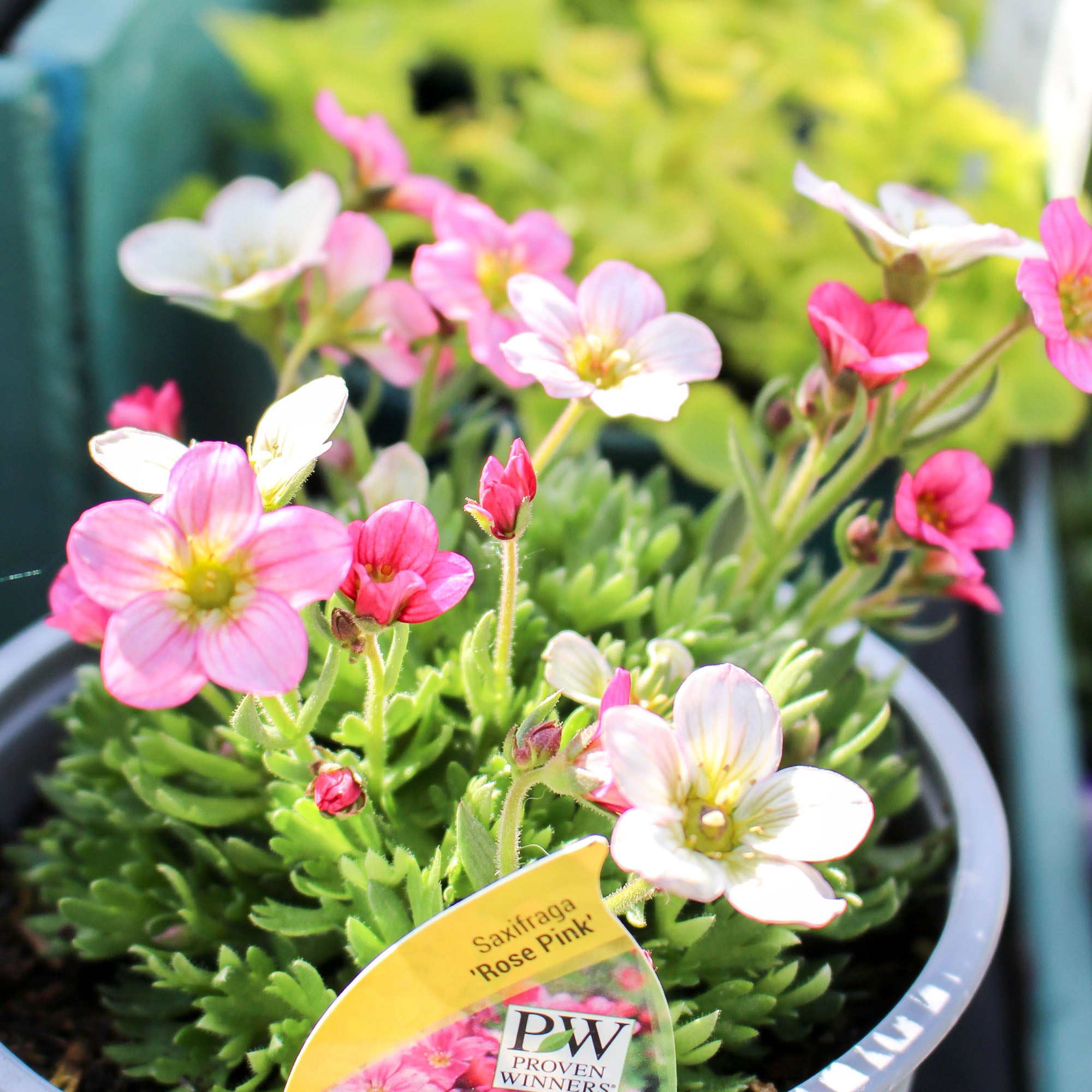 Saxifraga So Saxy Rose Pink 1L