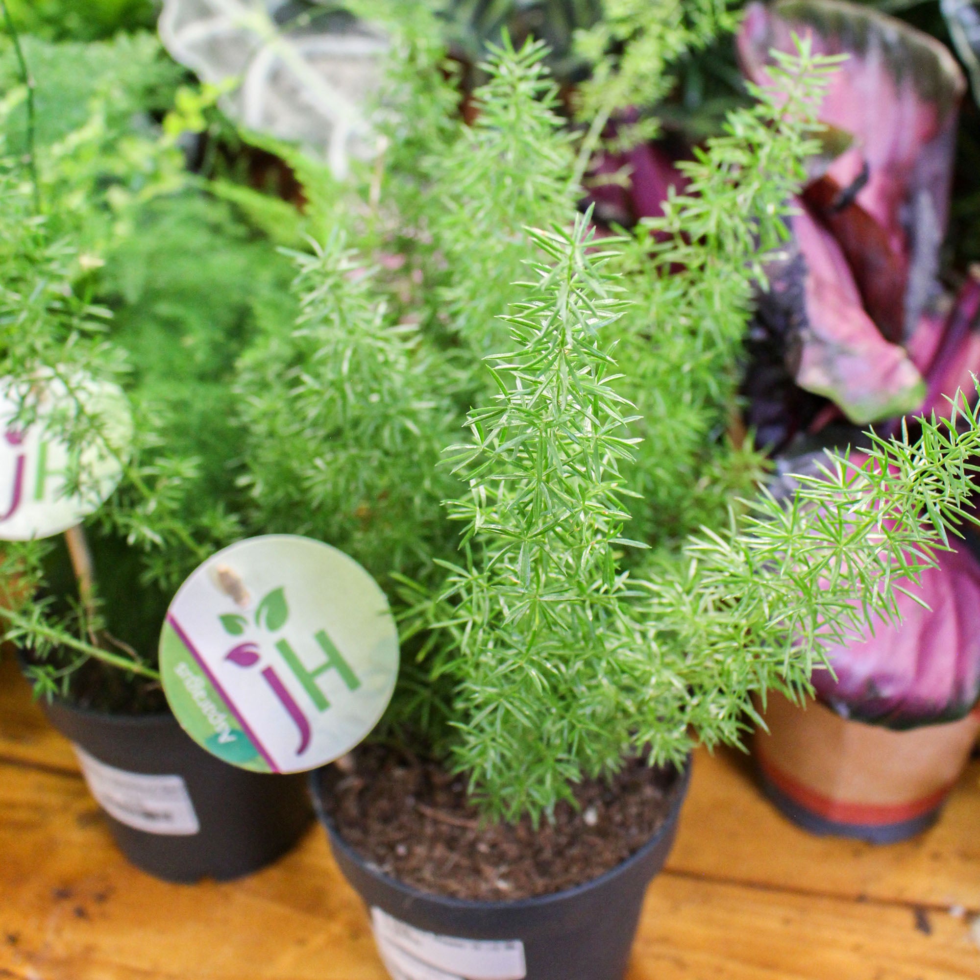 Asparagus Meyers 'Foxtail Fern' 35cm