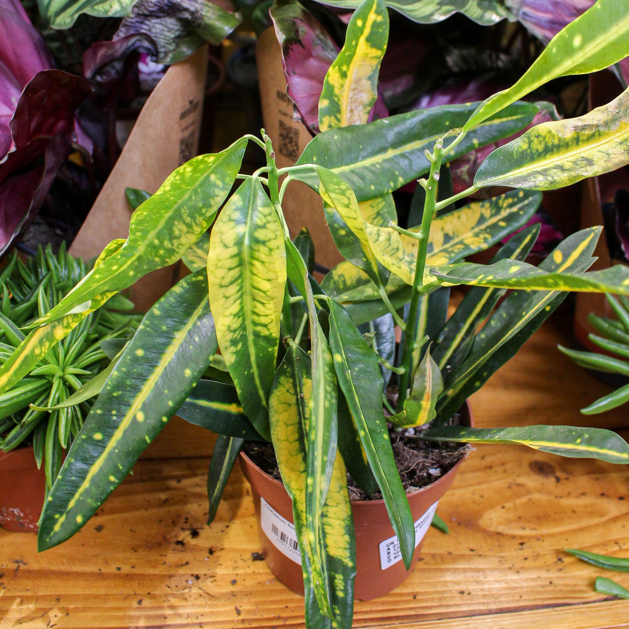 Codiaeum 'Croton' Sunny Star 12cm