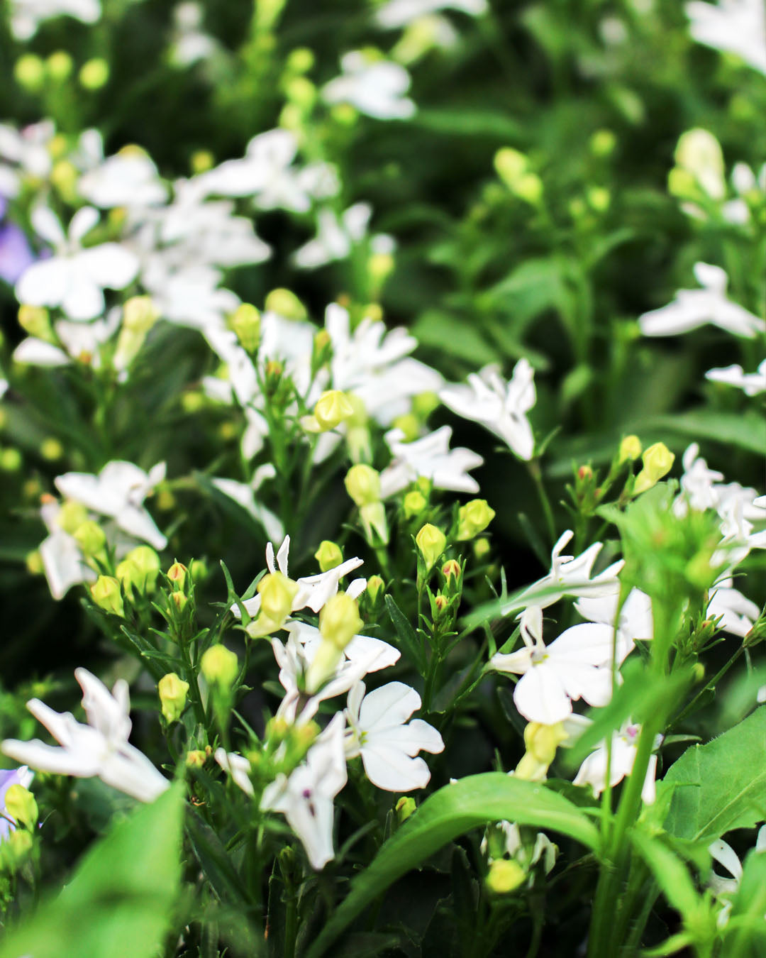 Lobelia 'Infinity White' 10.5cm