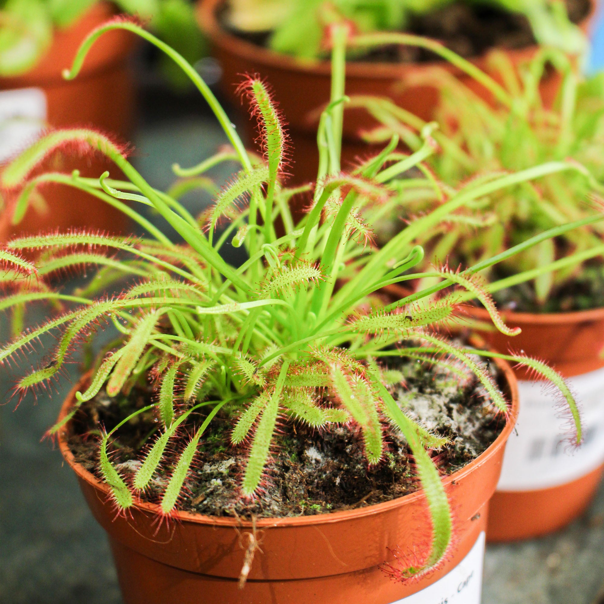 Drosera Capensis 'Cape Sundew' 8.5cm