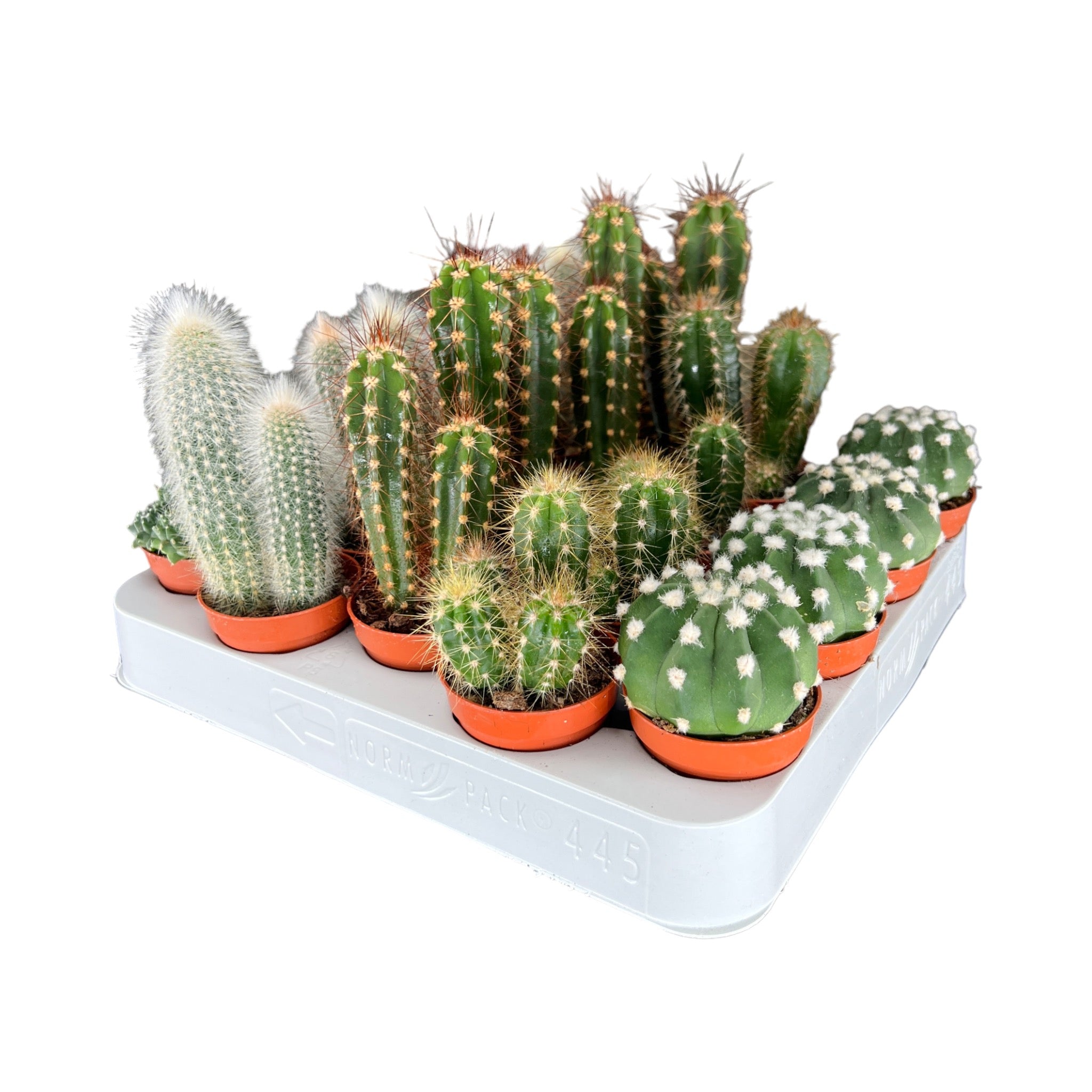 Cacti Cereus & Bolcactus Mix