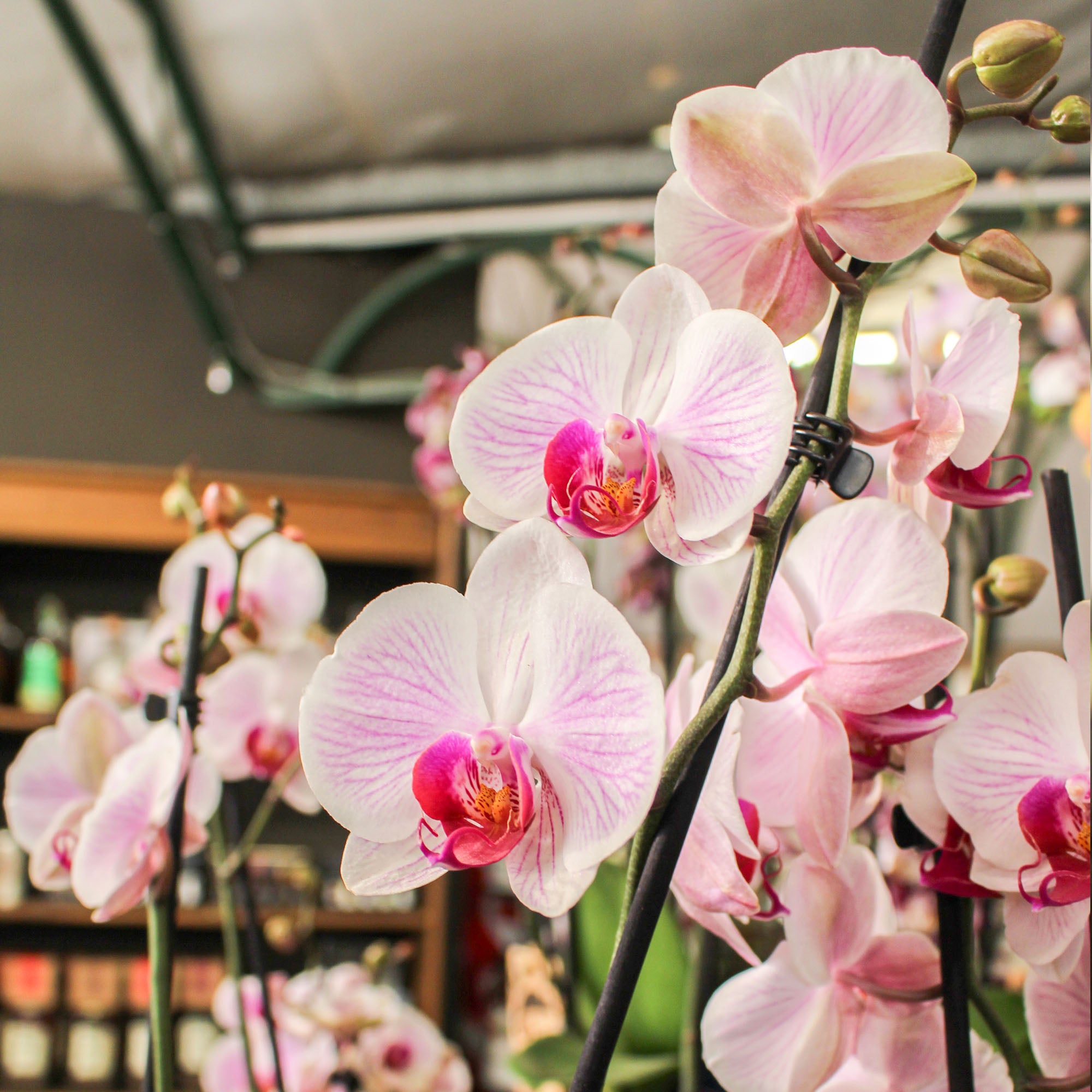 Phalaenopsis 'Moth Orchid' Triple Stem Denver 12cm