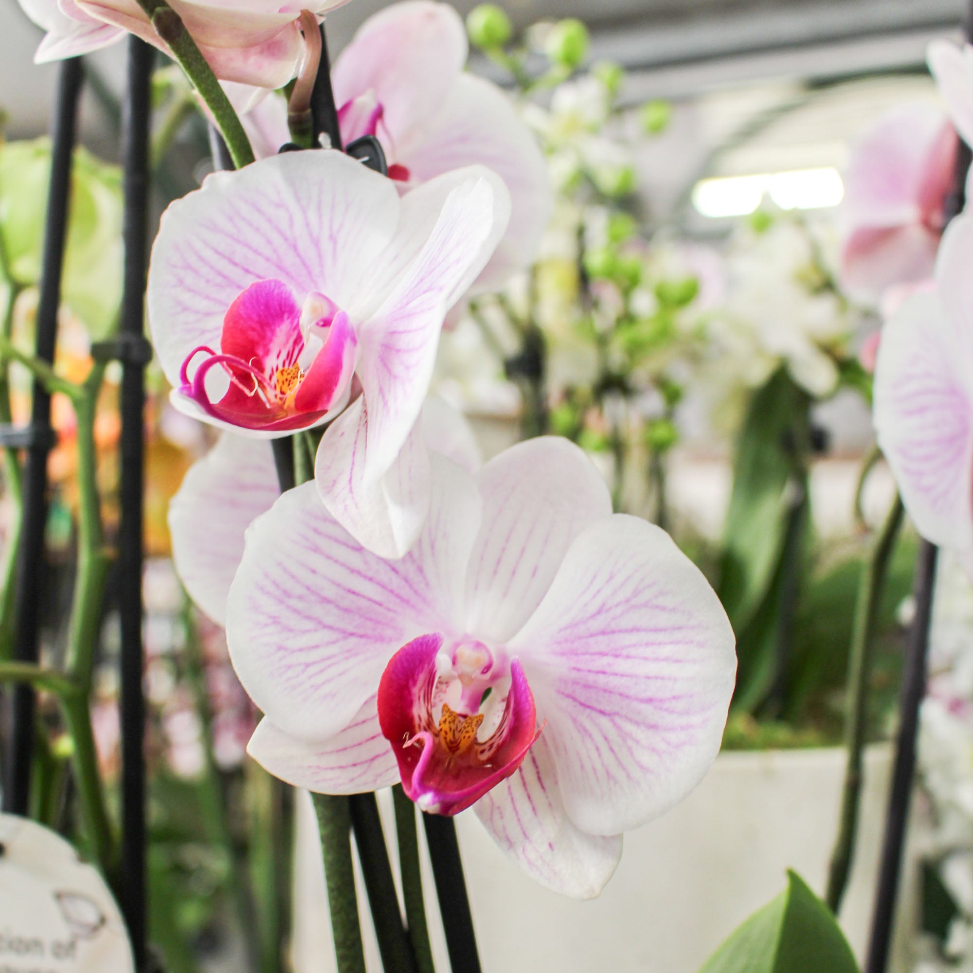 Phalaenopsis 'Moth Orchid' Triple Stem Denver 12cm