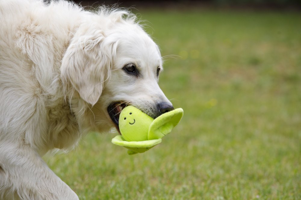 Petface Foodie Faces Fluffy Sprout Plush Dog Toy