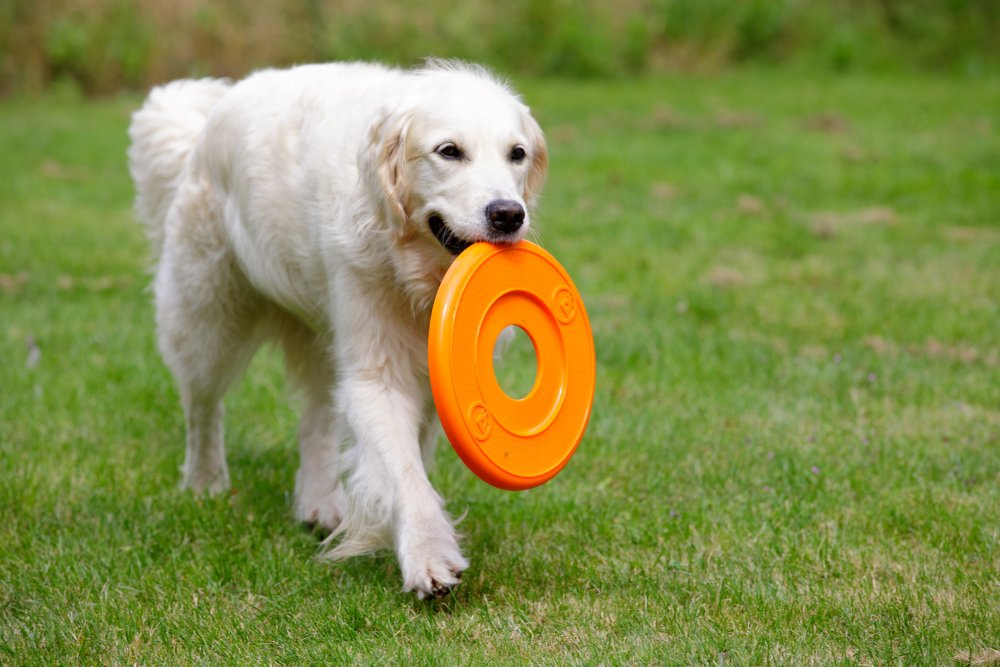 Pet Face Seriously Strong Flyer Dog Toy