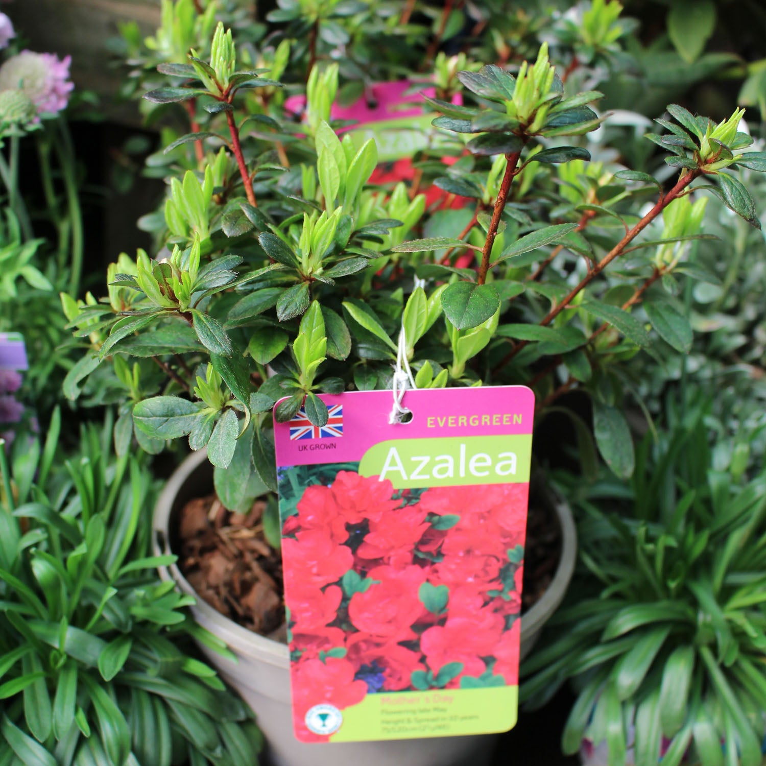 Azalea Evergreen Mothers Day 2L