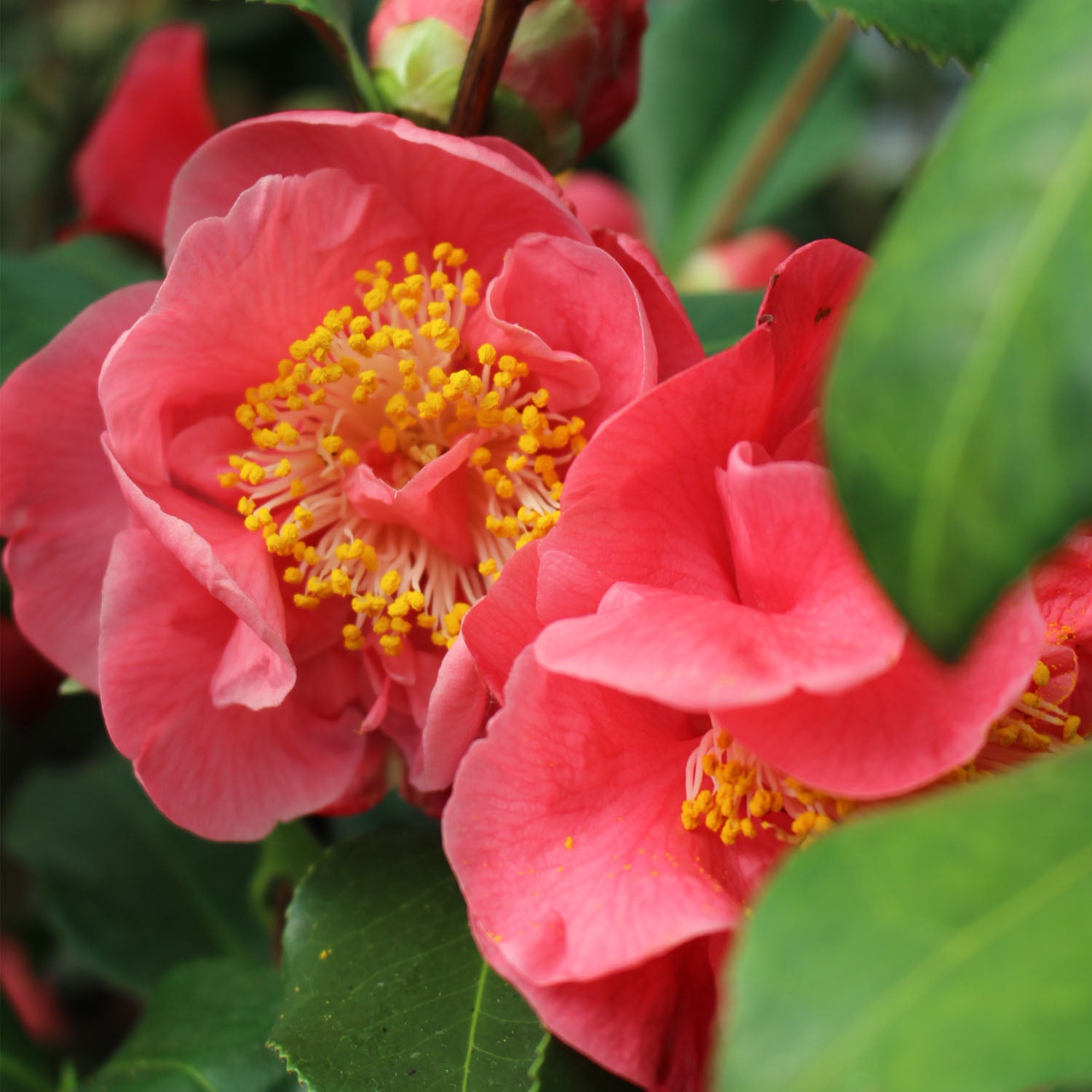 Camellia Hybrid & Japonica 5L