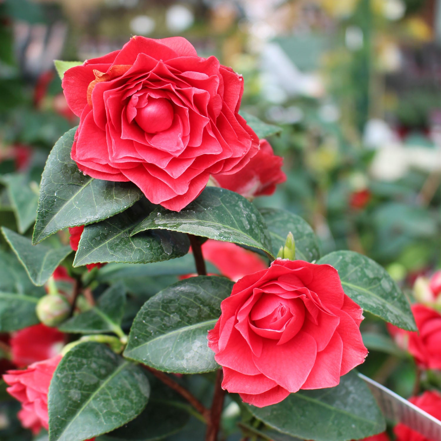 Camellia Hybrid & Japonica 15L