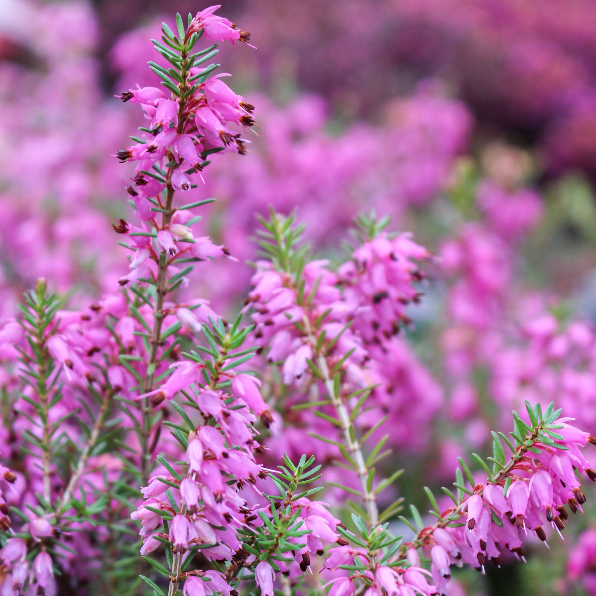 Heather 9cm