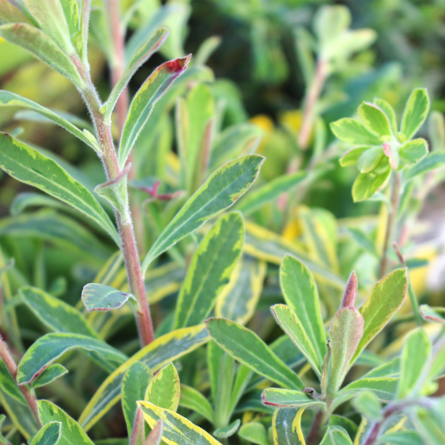 Euphorbia Ascot Rainbow 2L