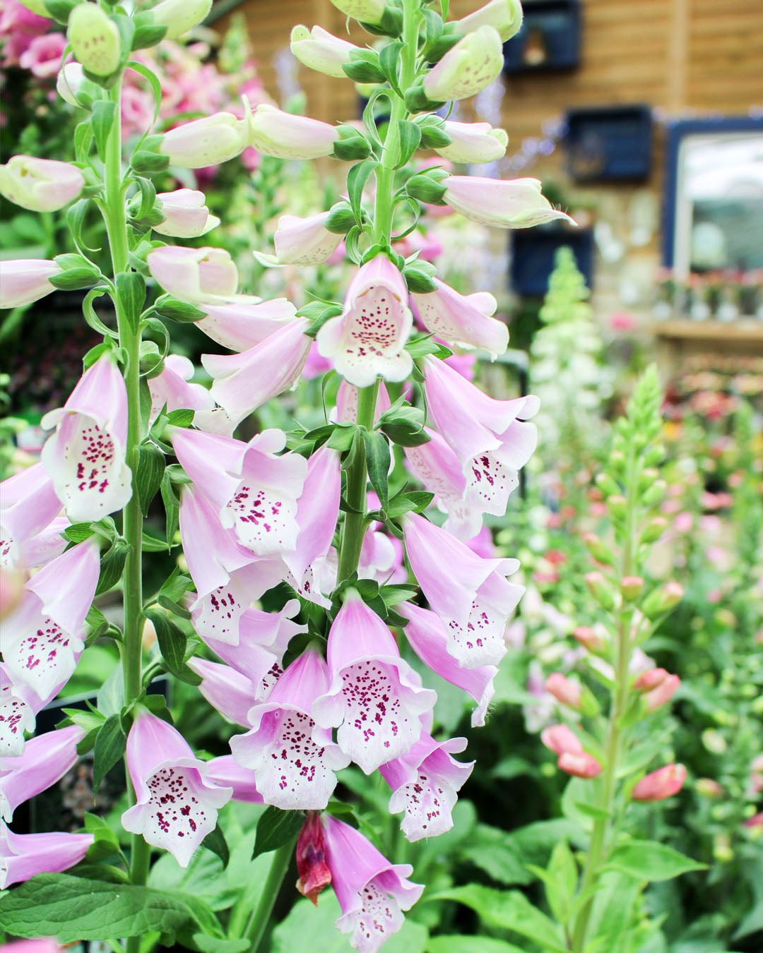 Digitalis 'Dalmatian Rose' 2L
