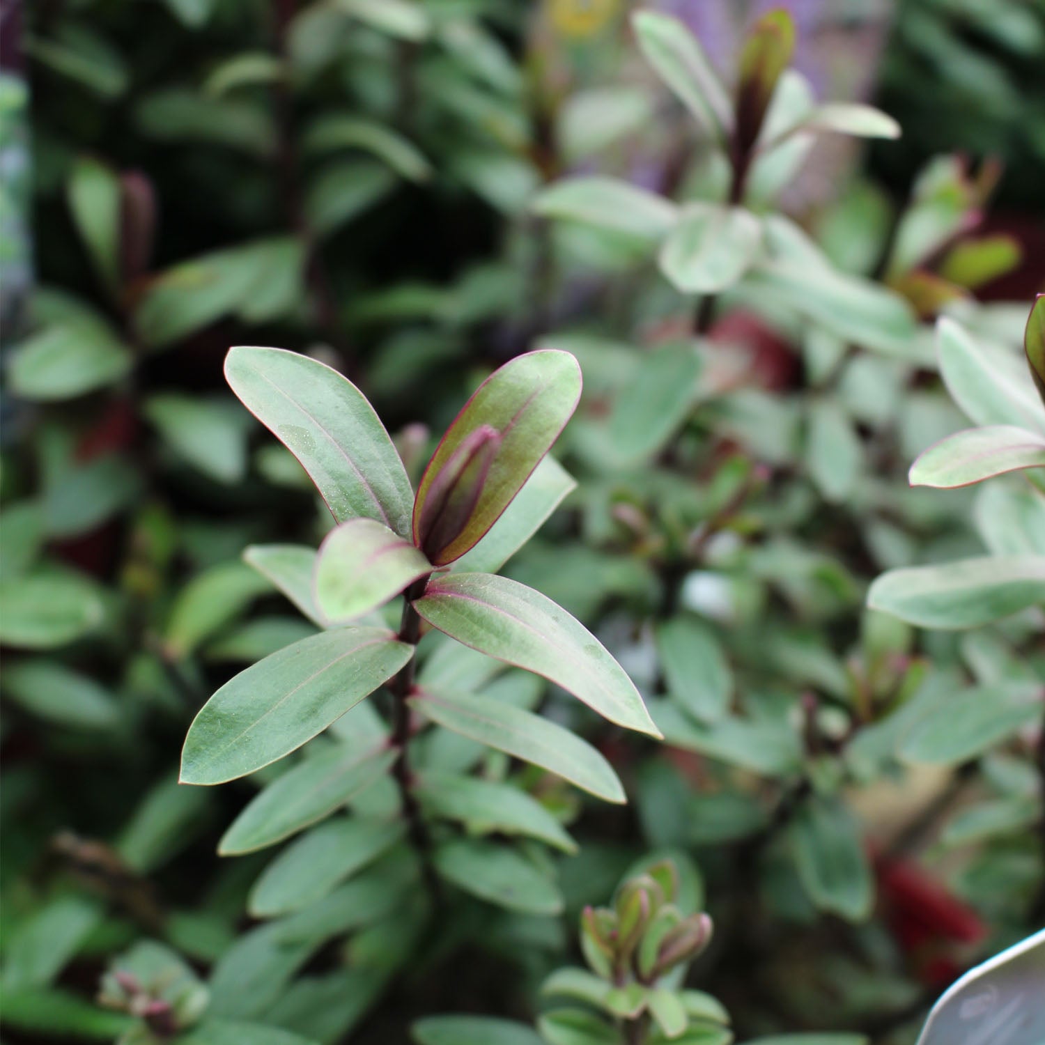 Hebe Burgundy Blush 2L