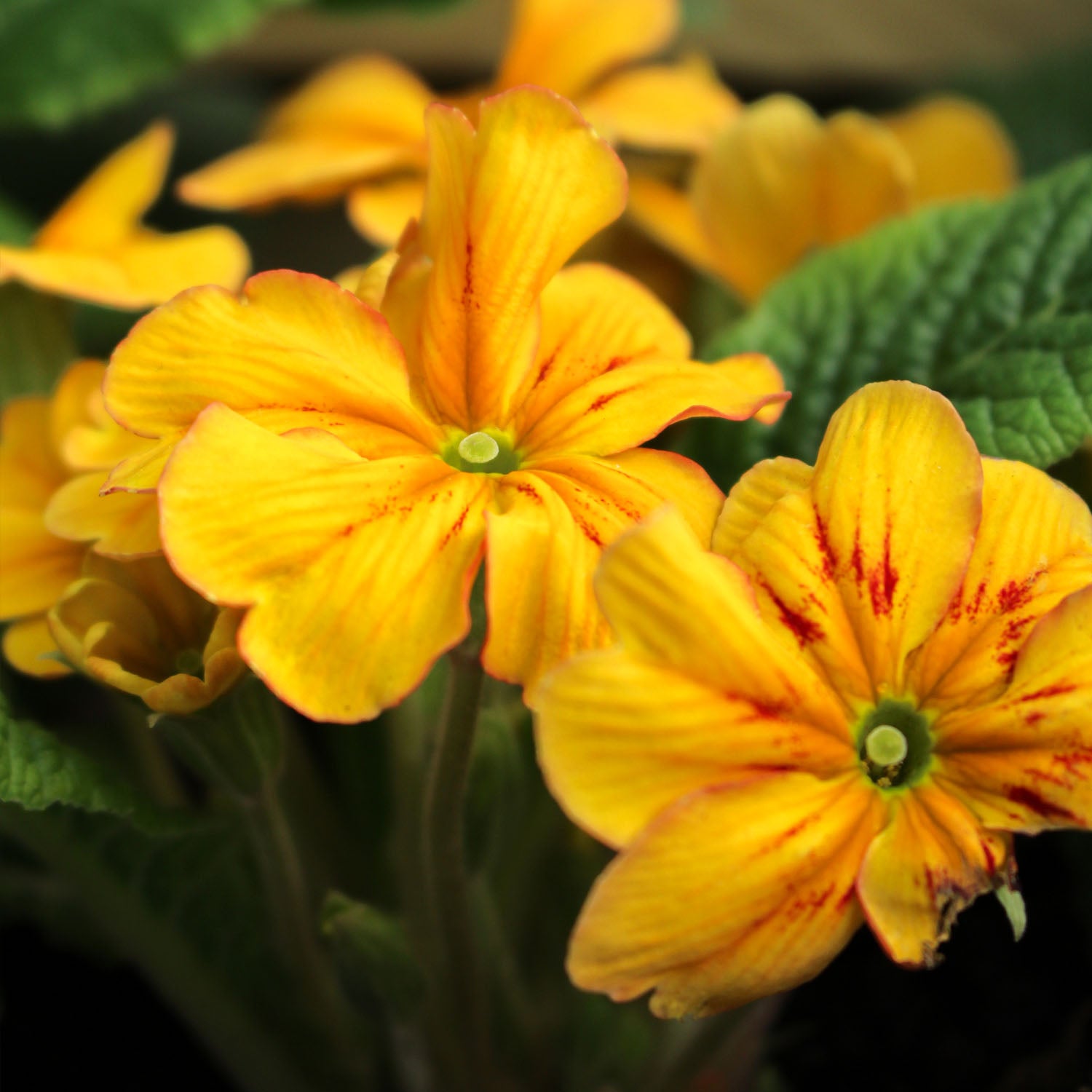 Primula Marietta 1L