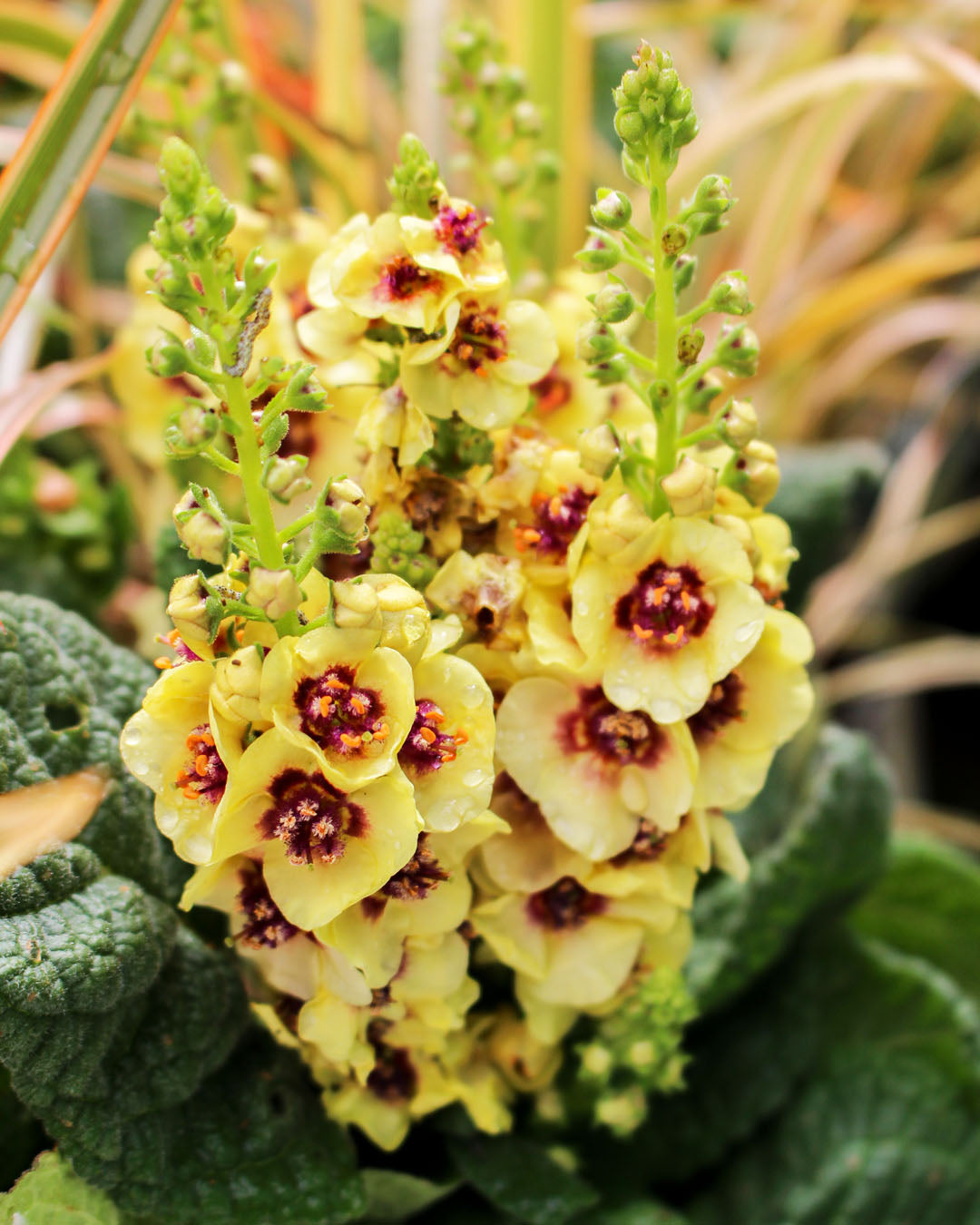 Verbascum 'Dark Eyes' 2L