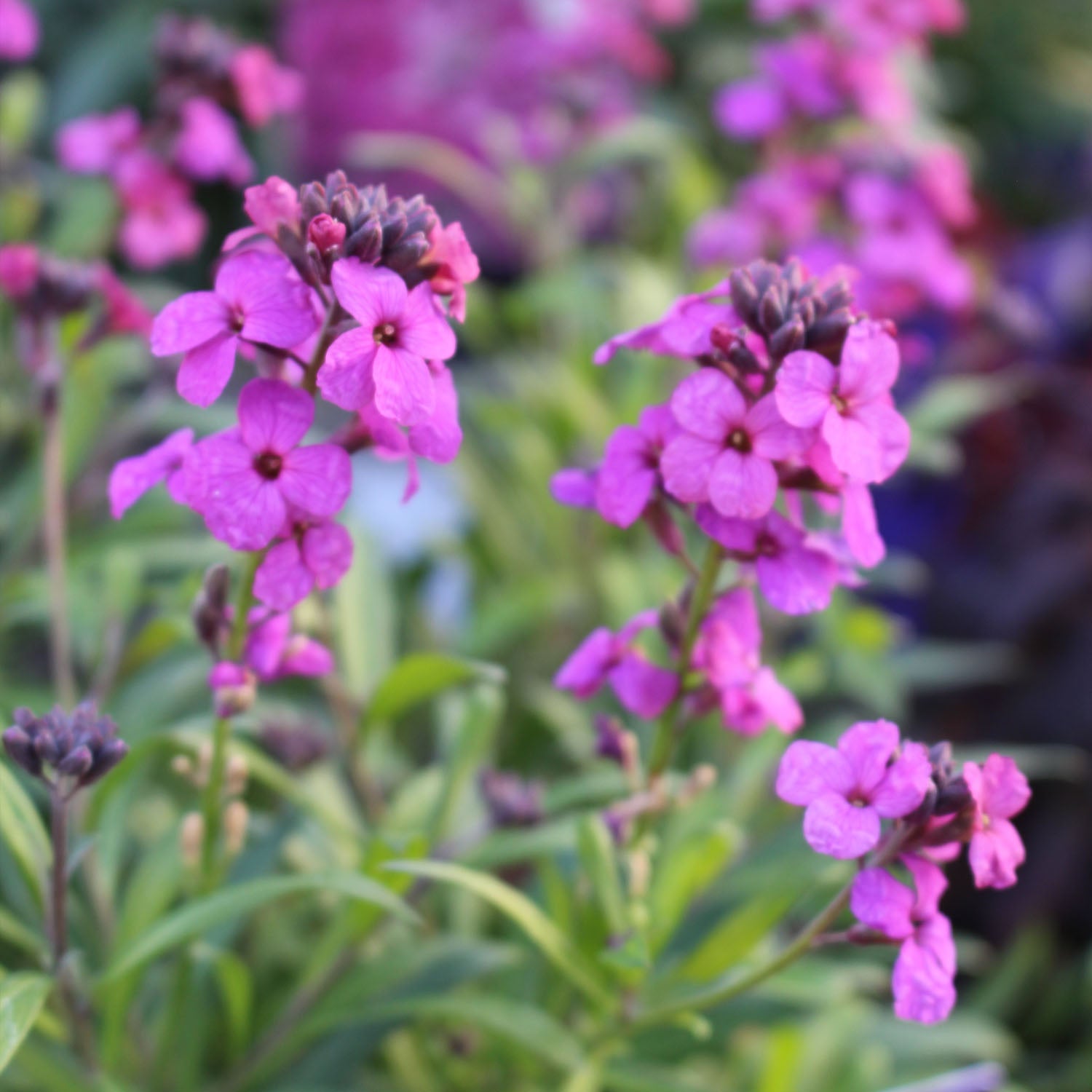 Erysimum Poem Lilac 2L