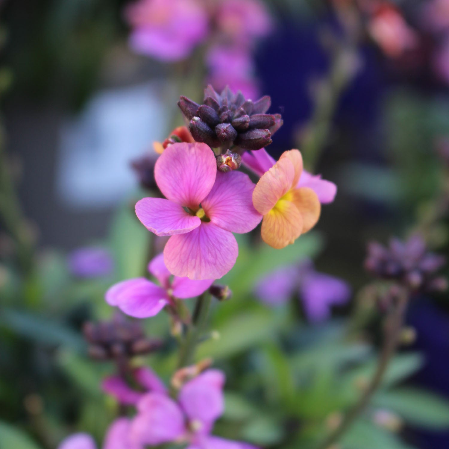 Erysimum Leya Purple Glow 2L