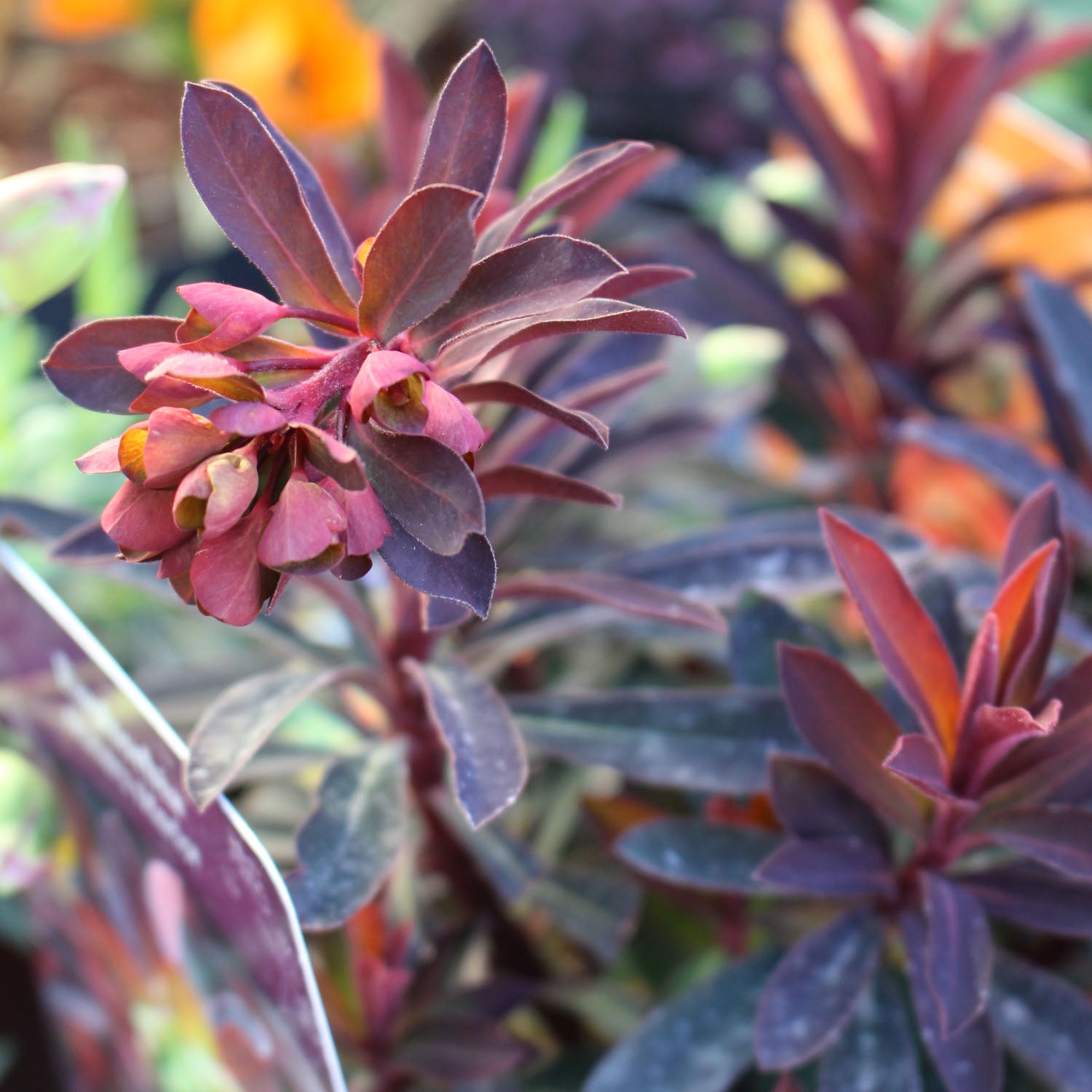 Euphorbia Miners Merlot 2L