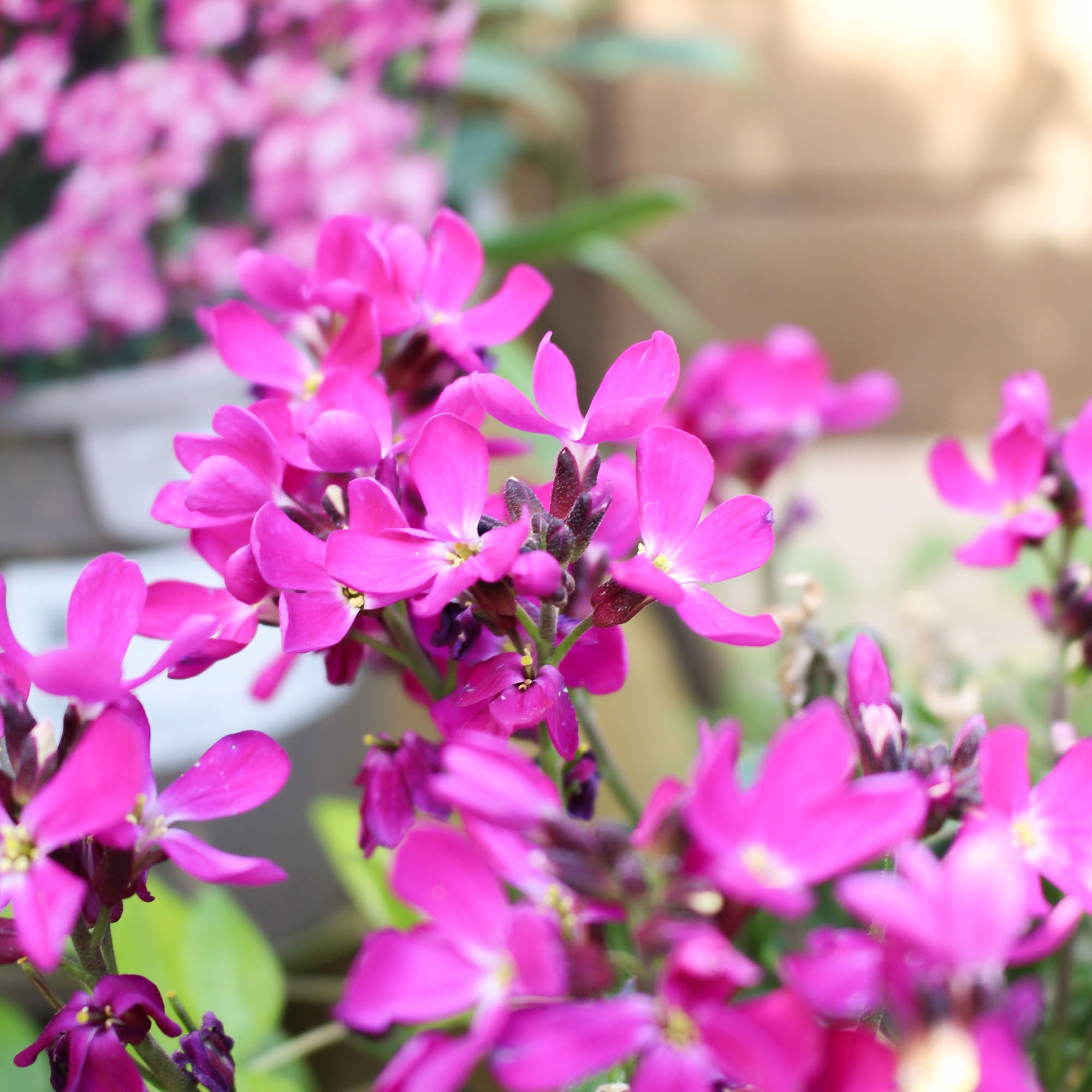 Arabis Rose Delight 2L