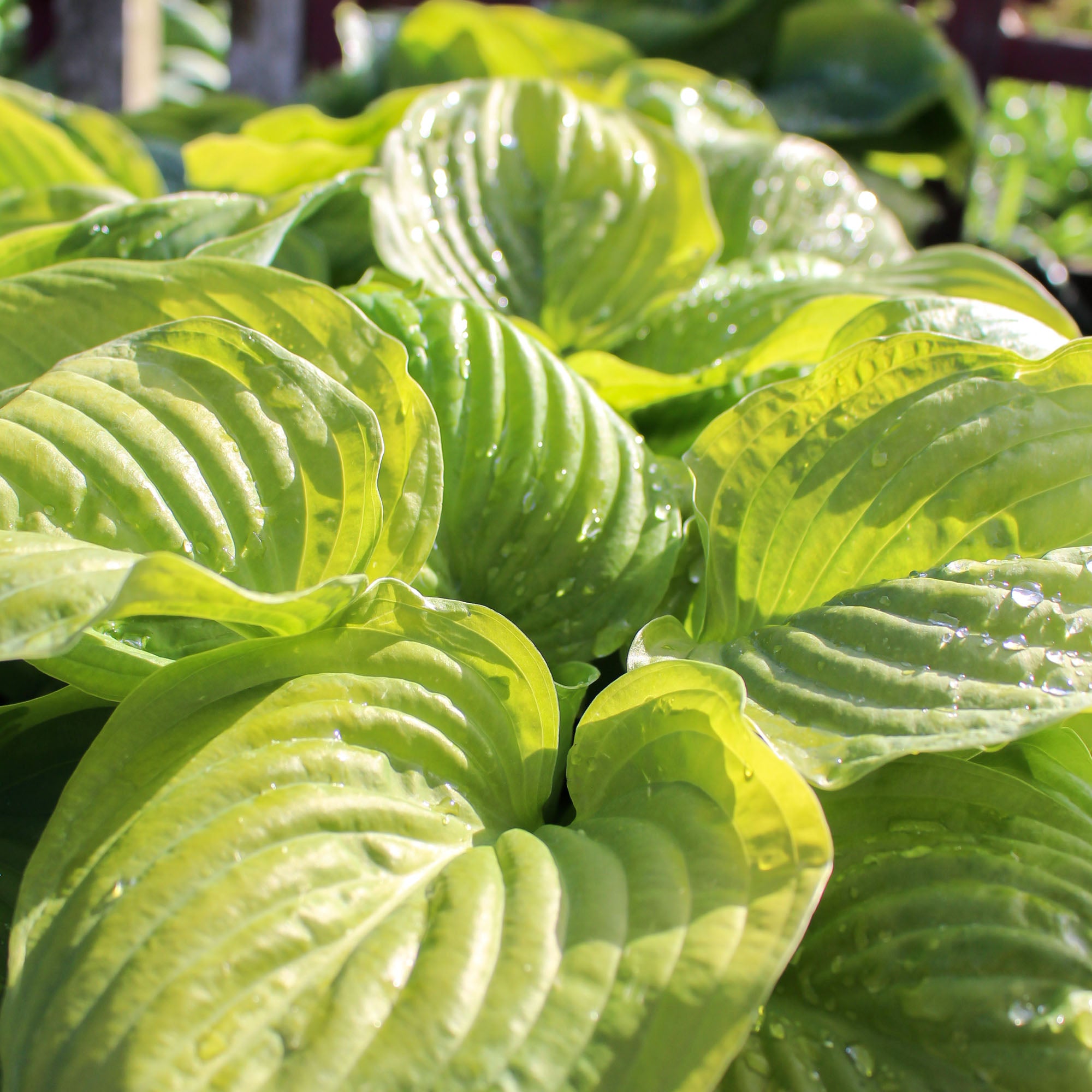 Hosta Shadowland Guacamole 2L