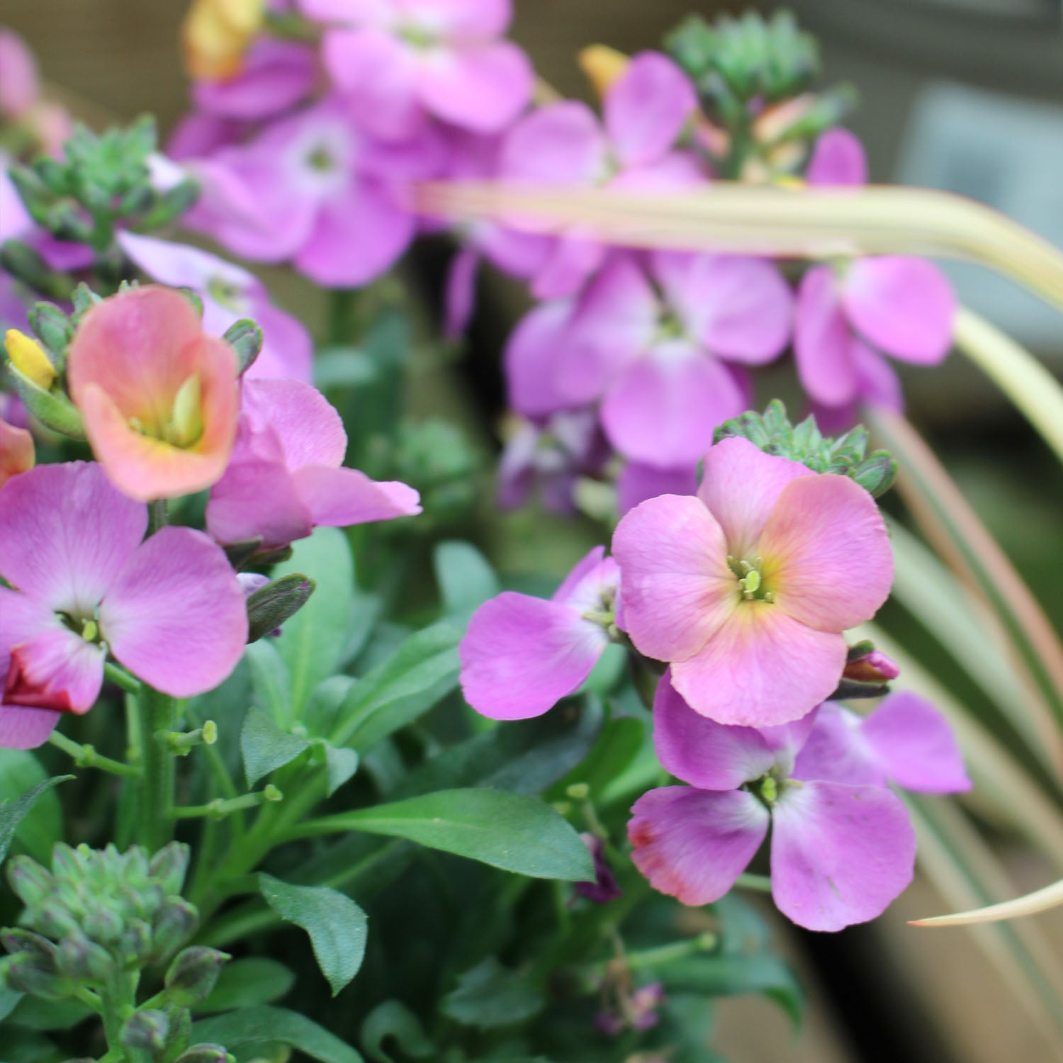 Erysimum Erysistible Magenta 2L