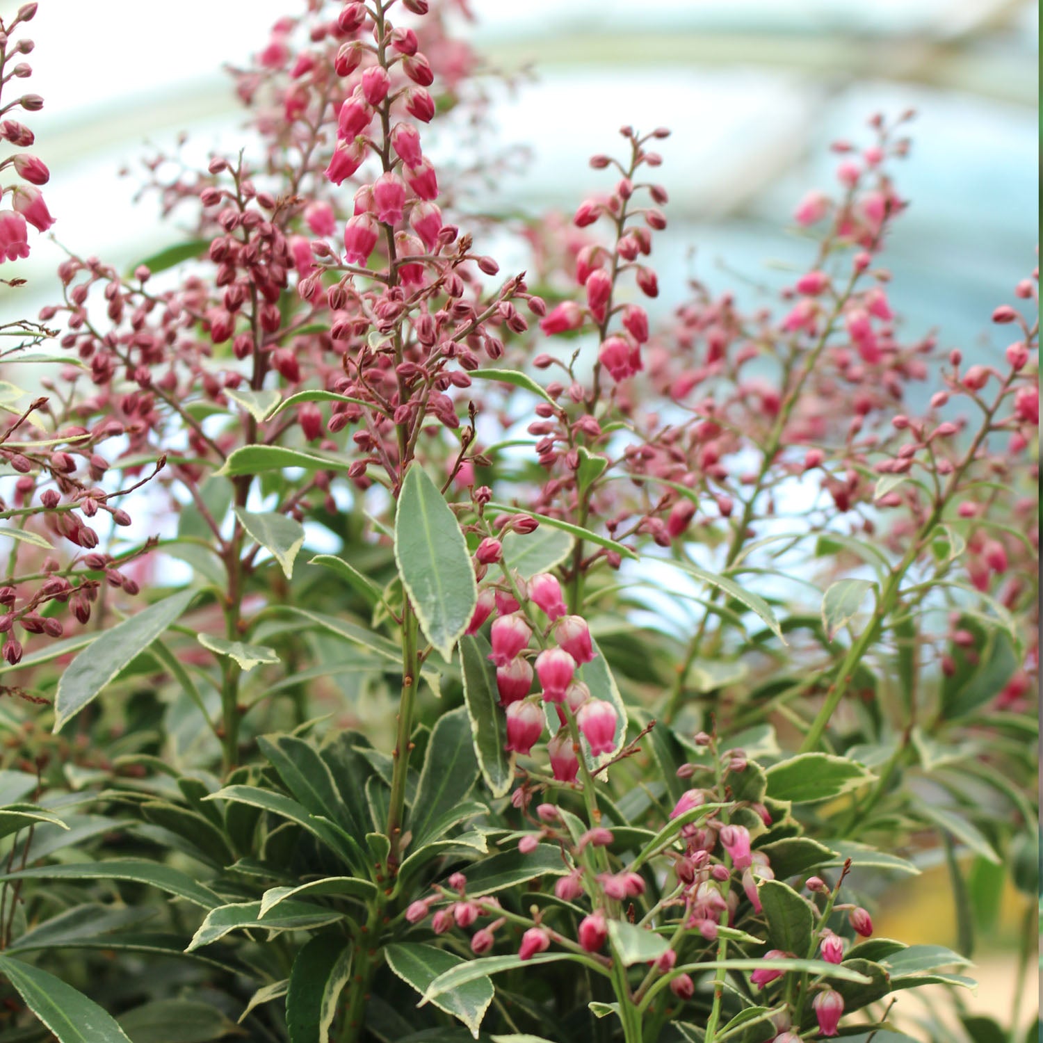 Pieris 2L