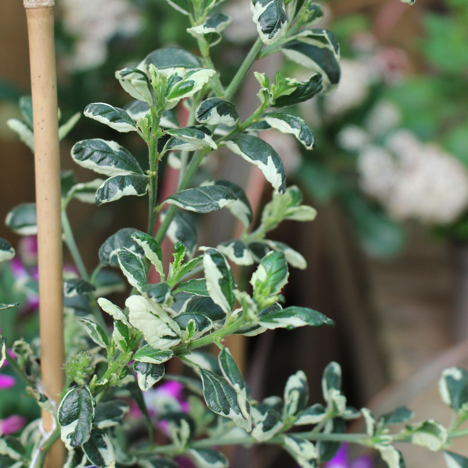 Ceanothus Silver Surprise 3L