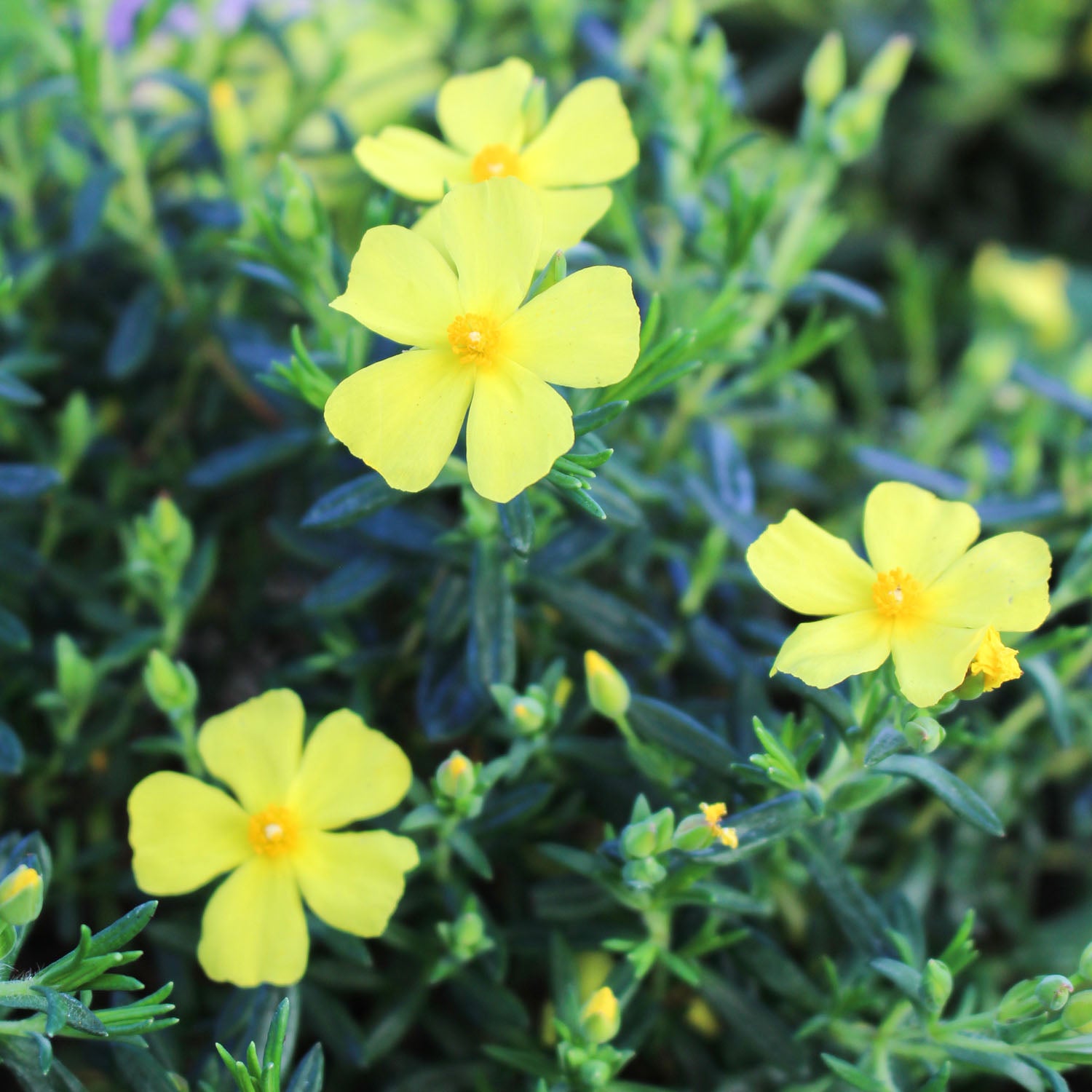 Halimium Libanotis 3L