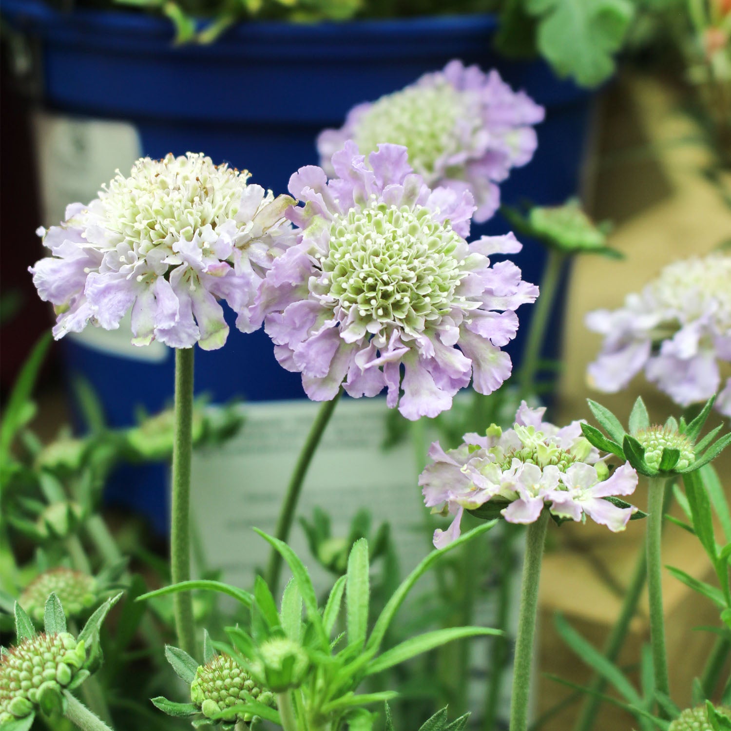 Scabious Butterfly Blue Beauty 1.5L