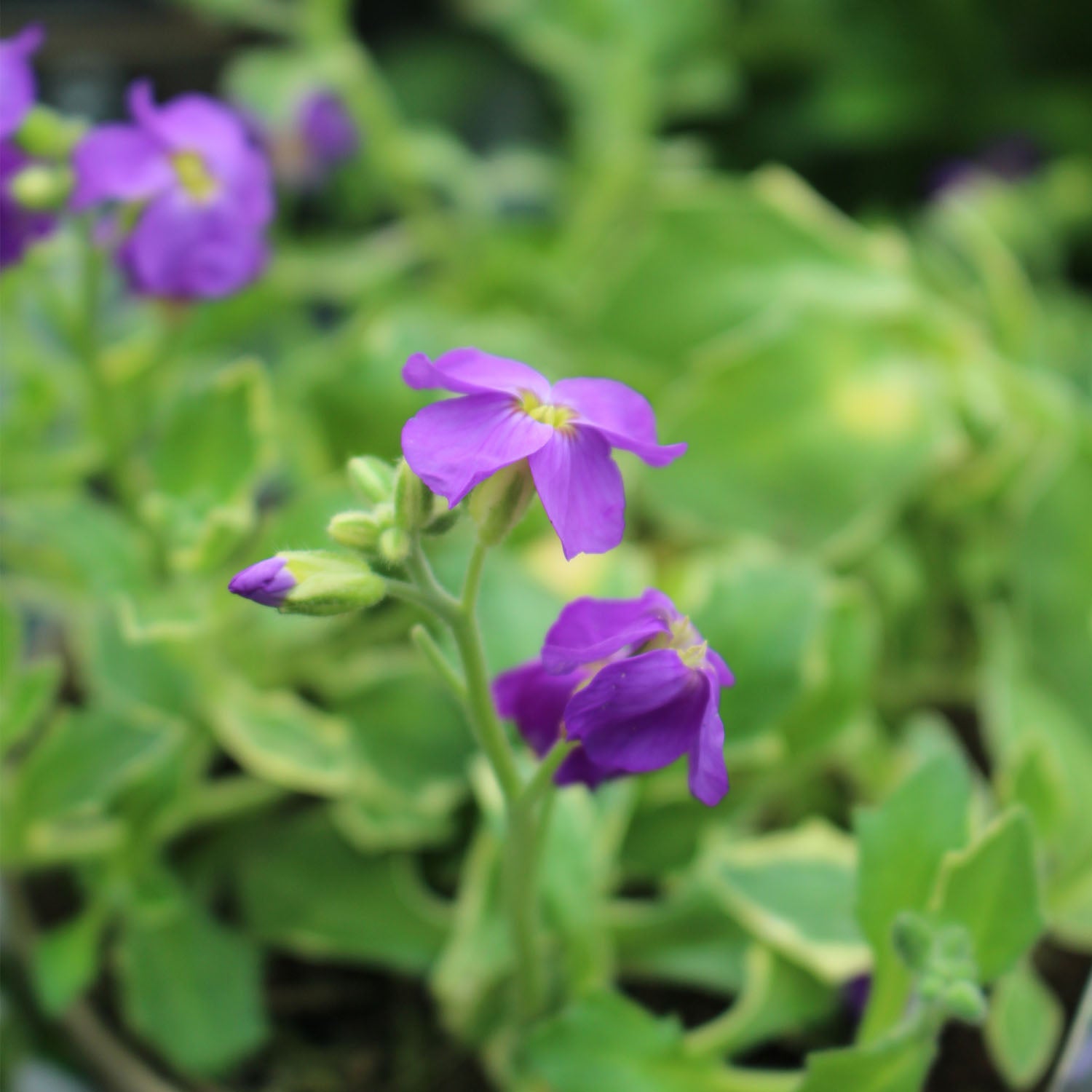 Aubrieta Silver Variegated 1L