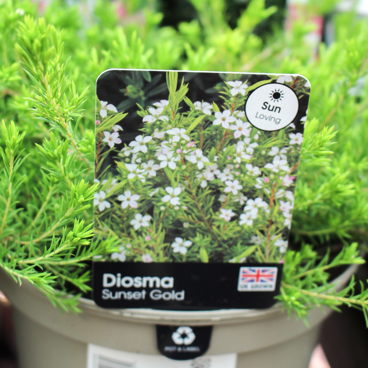 Diosma Sunset Gold 3L