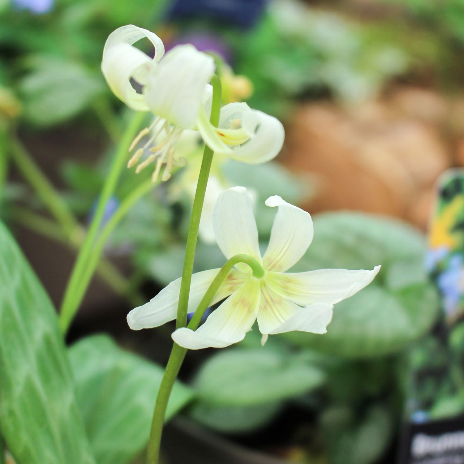 Erythronium White Beauty 1L
