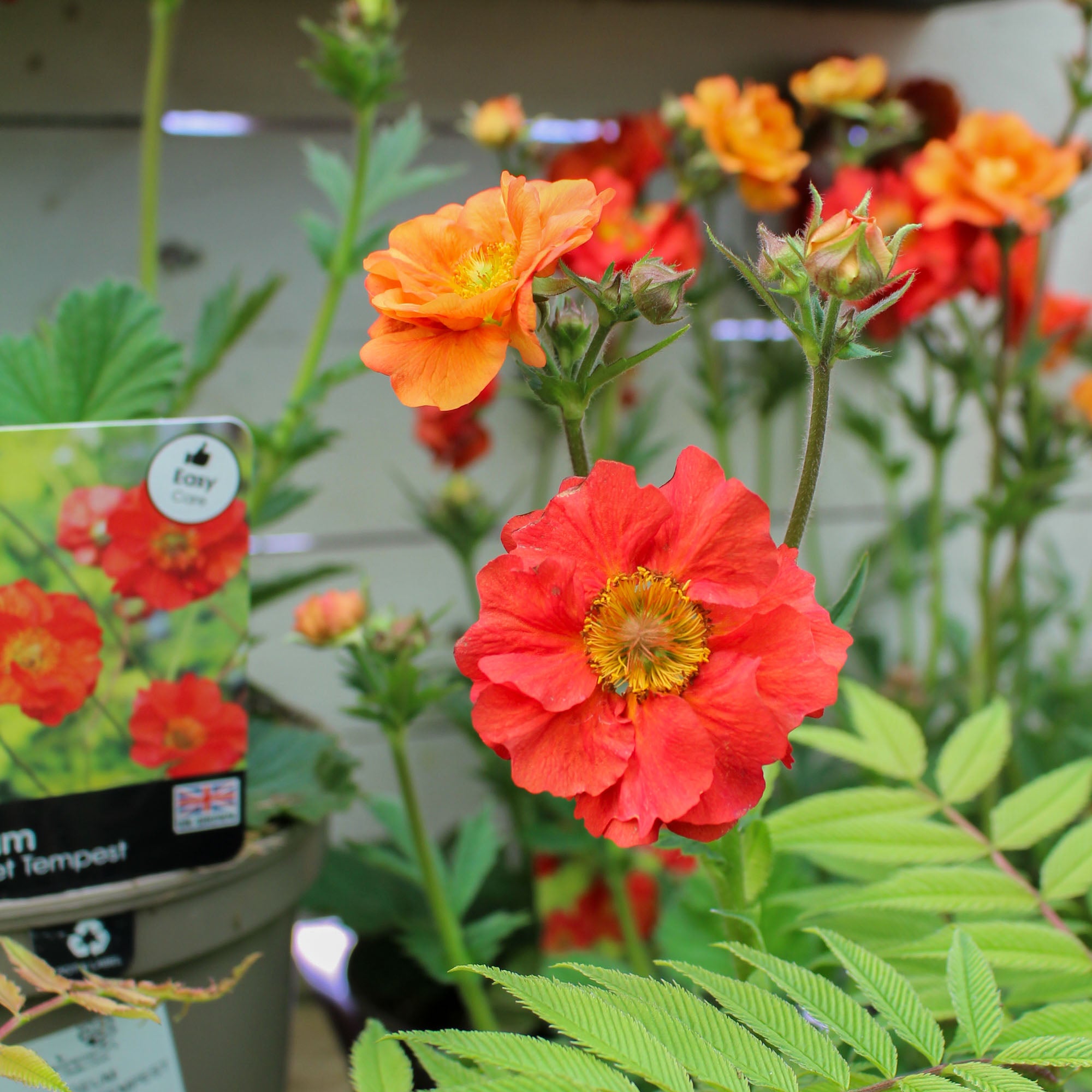 Geum ‘Scarlet Tempest’ 3L