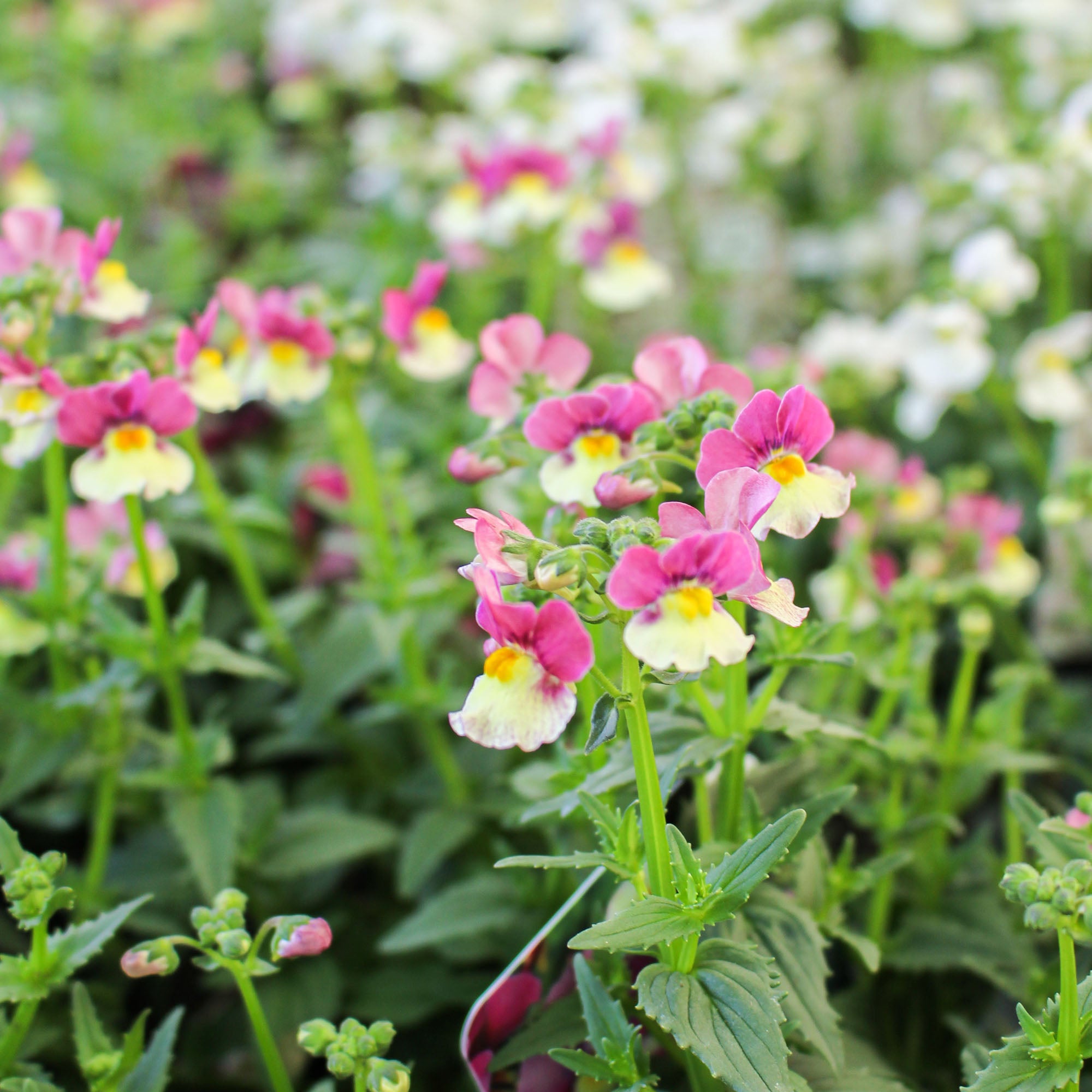 Nemesia ‘Cream Surprise’ 1L