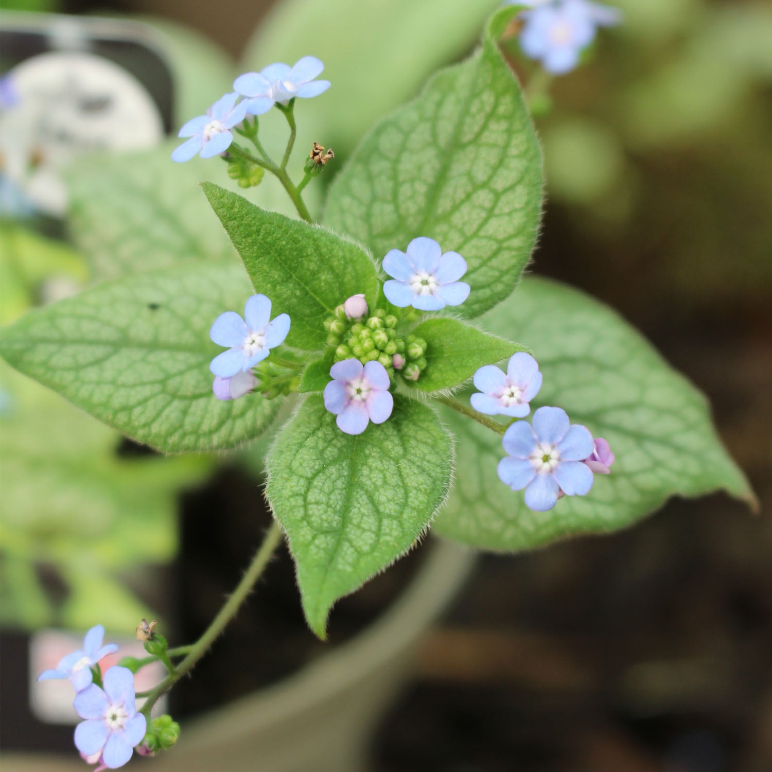Brunnera Looking Glass 2L