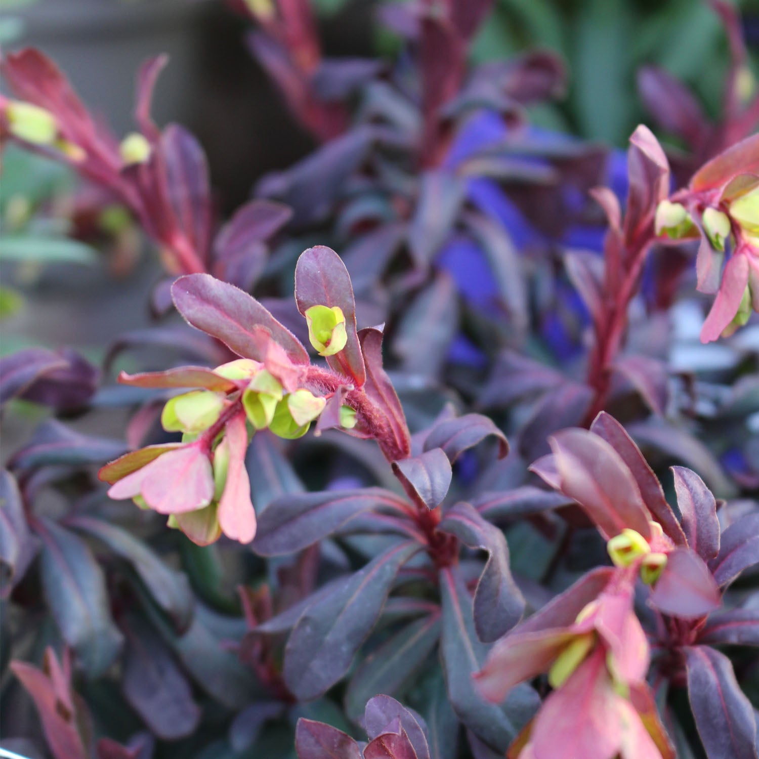 Euphorbia Ruby Glow 2L