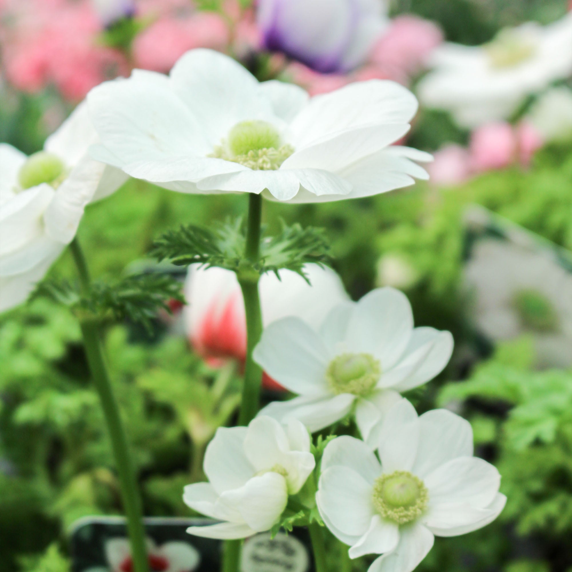 Anemone De Caen The Bride 1L