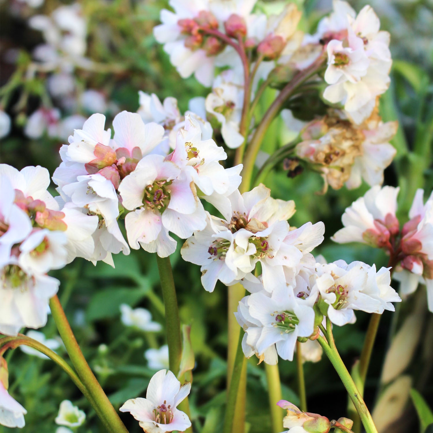 Bergenia Schneekristall 2L