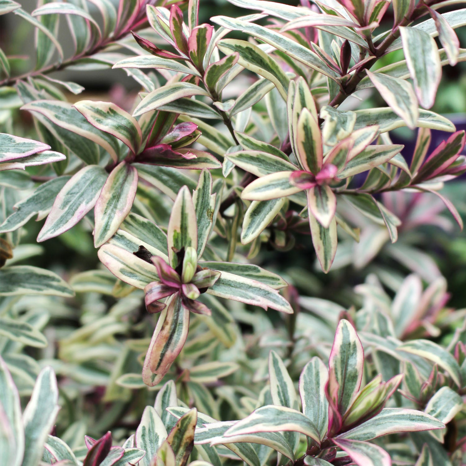 Hebe Silver Anniversary 2L