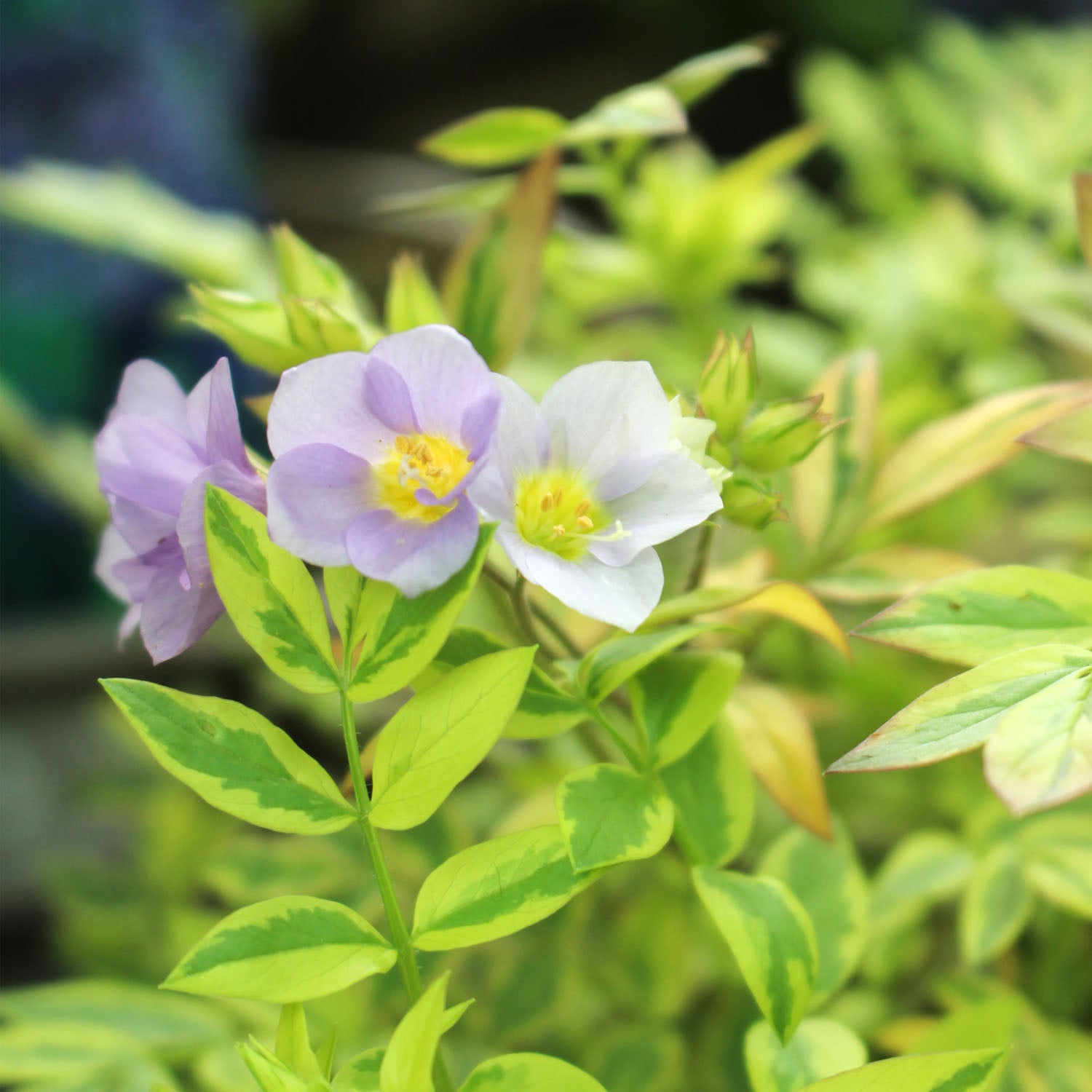 Polemonium Golden Feathers 2L