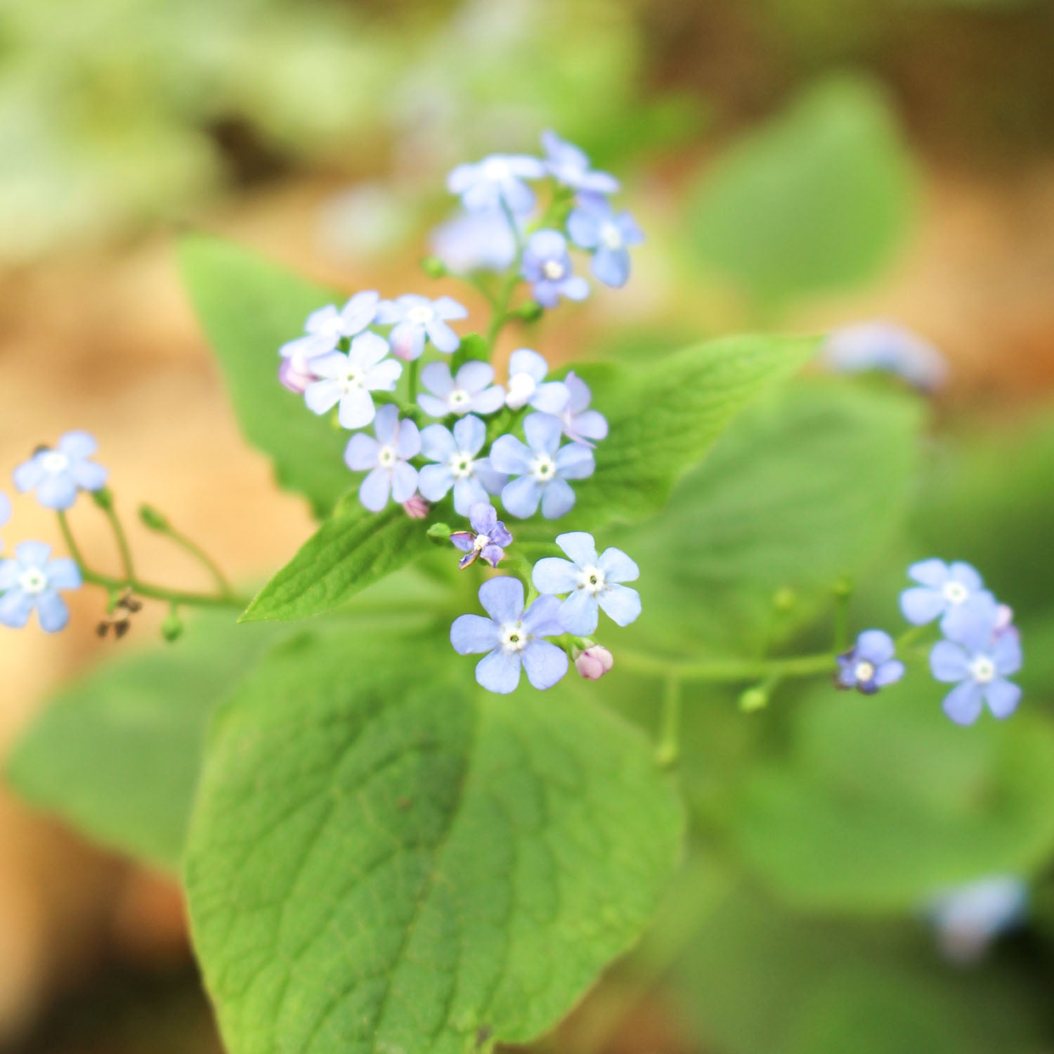 Brunnera Macrophylla 2L